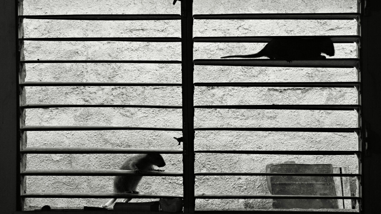 Sleeping on Warm Knees