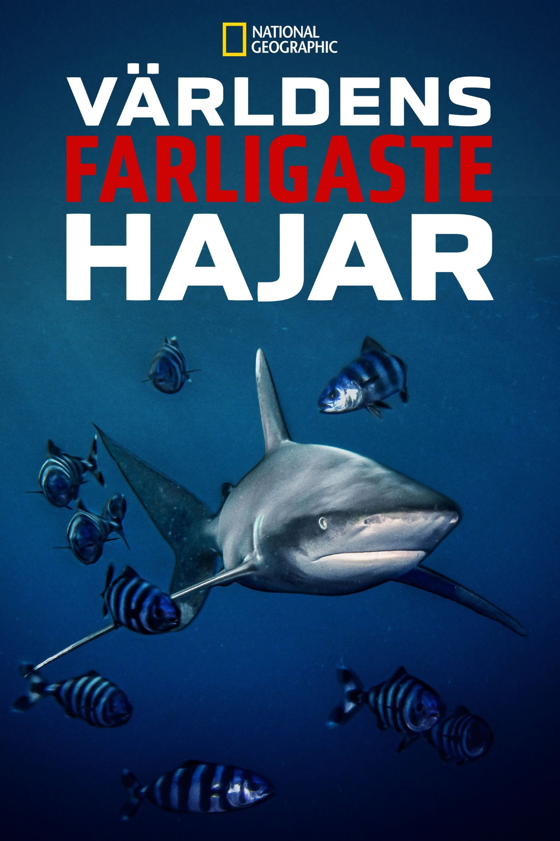 World's Most Dangerous Shark?