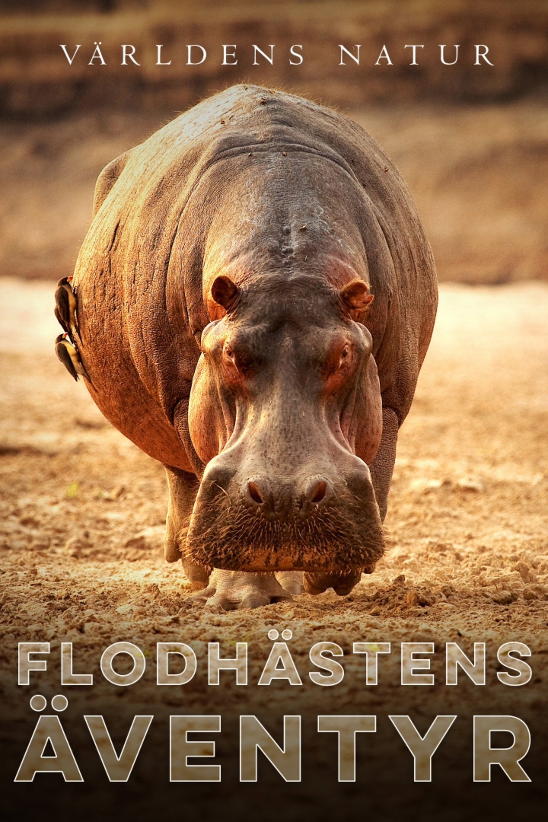Flodhästens äventyr