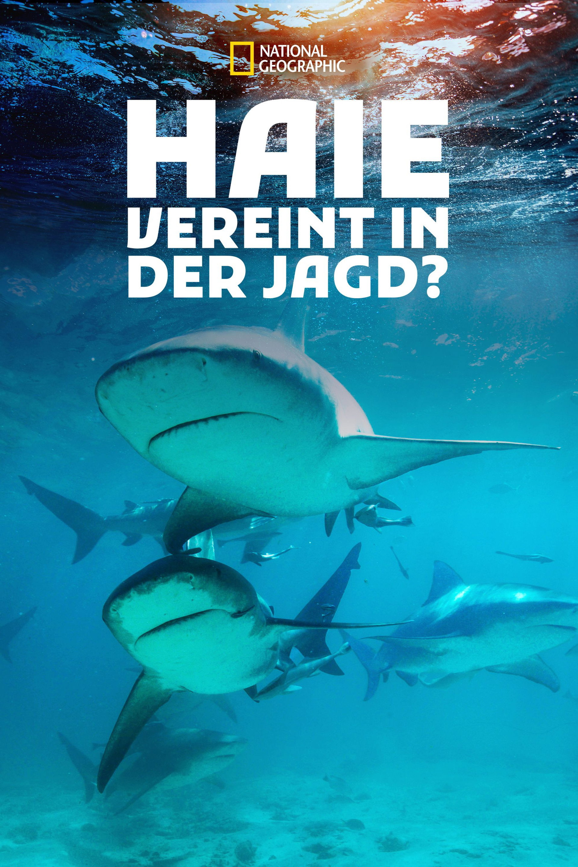 Shark Gangs