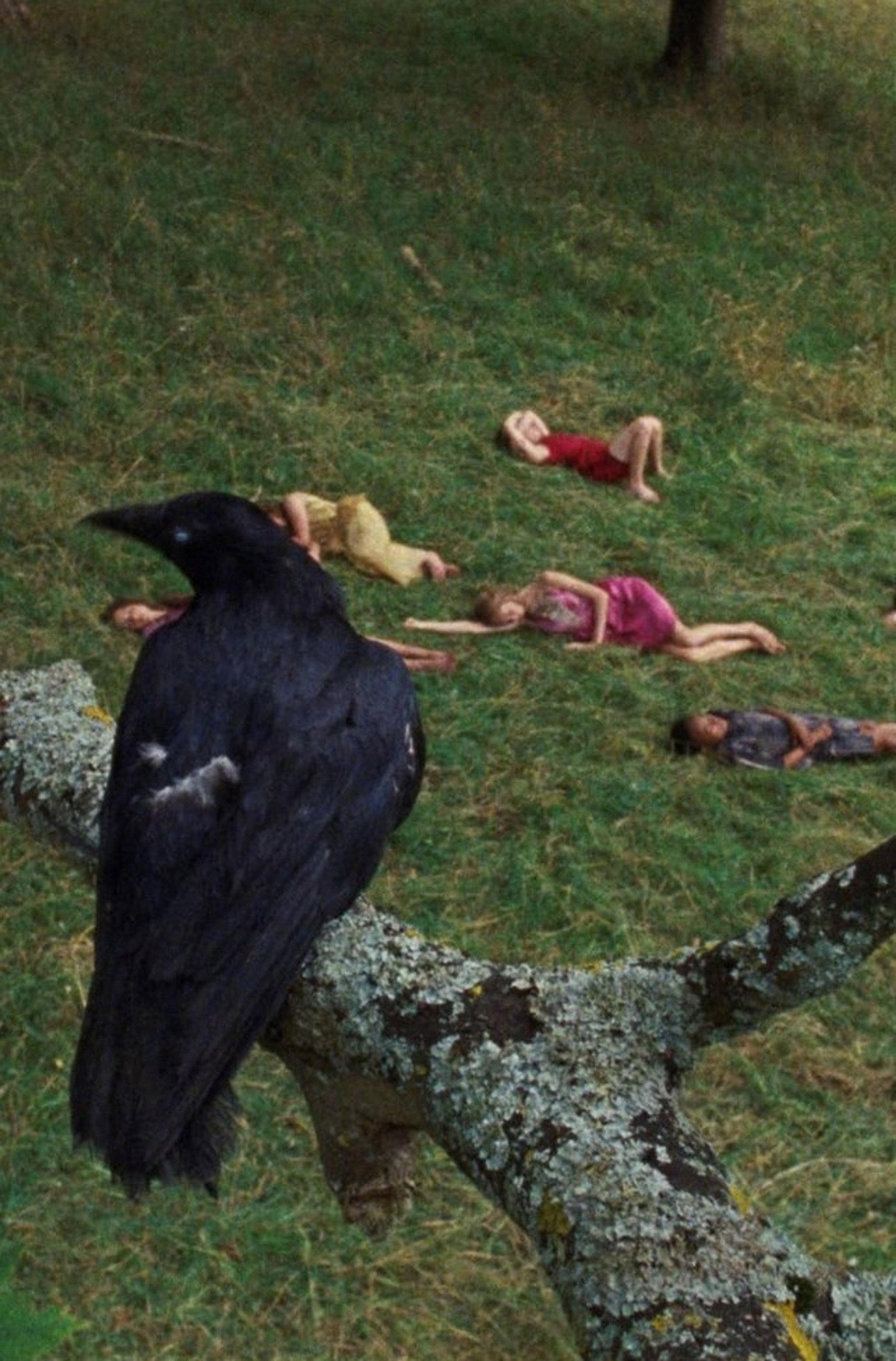The Bird Game