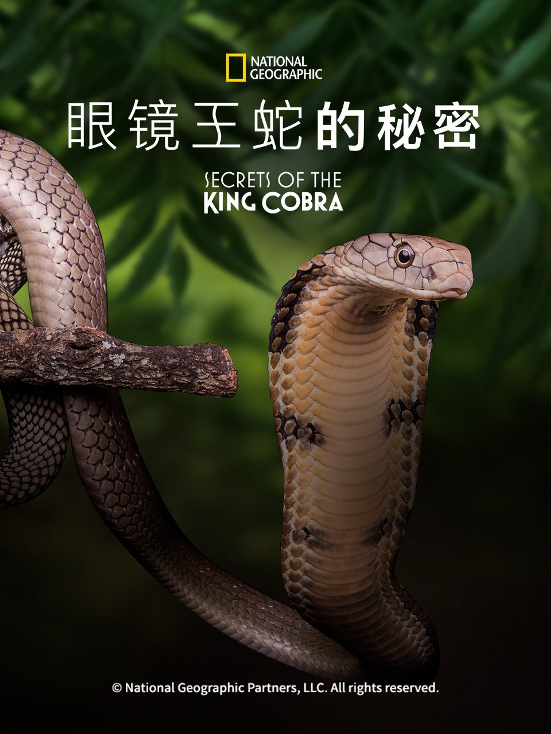眼镜王蛇的秘密
