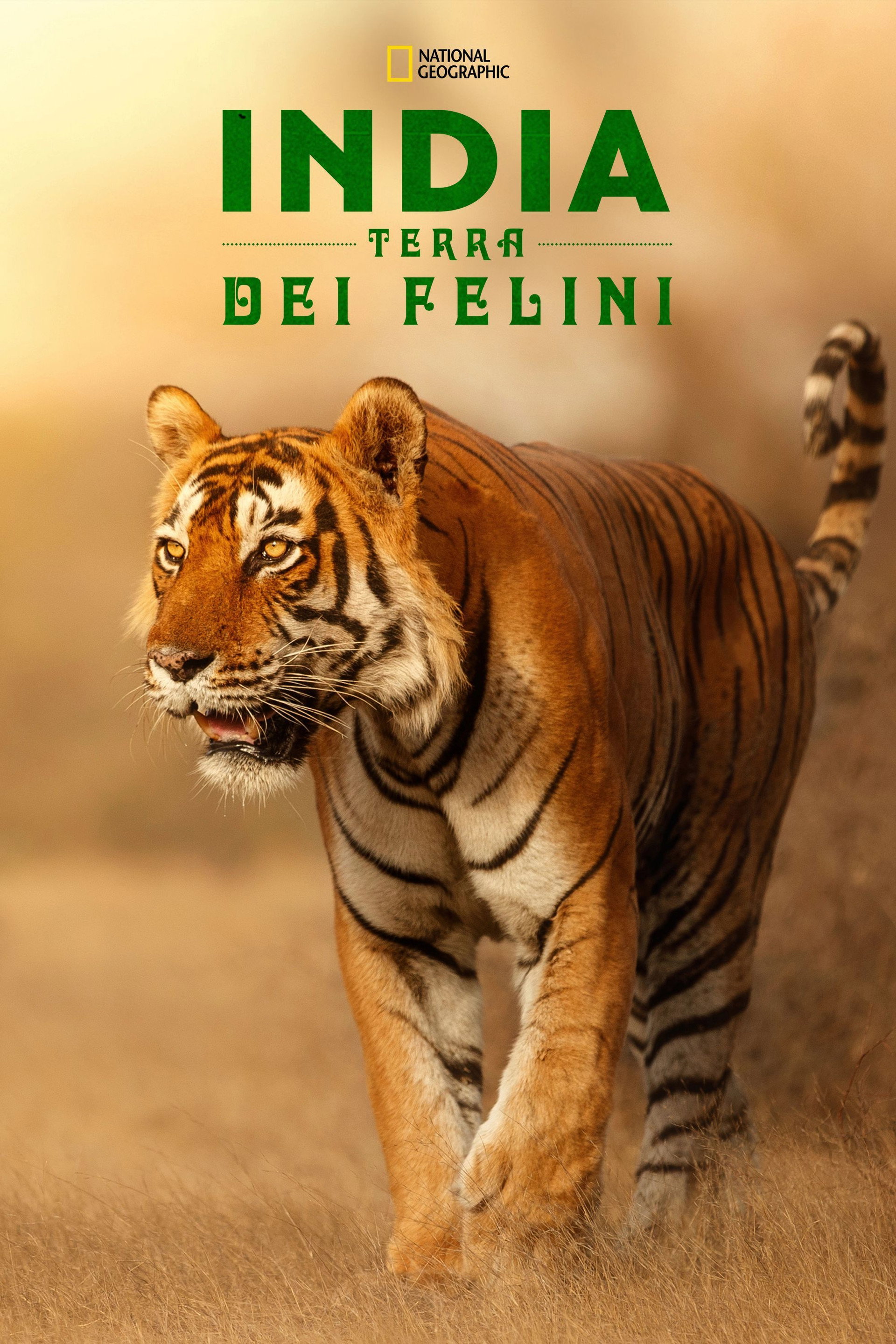 India Terra Dei Felini
