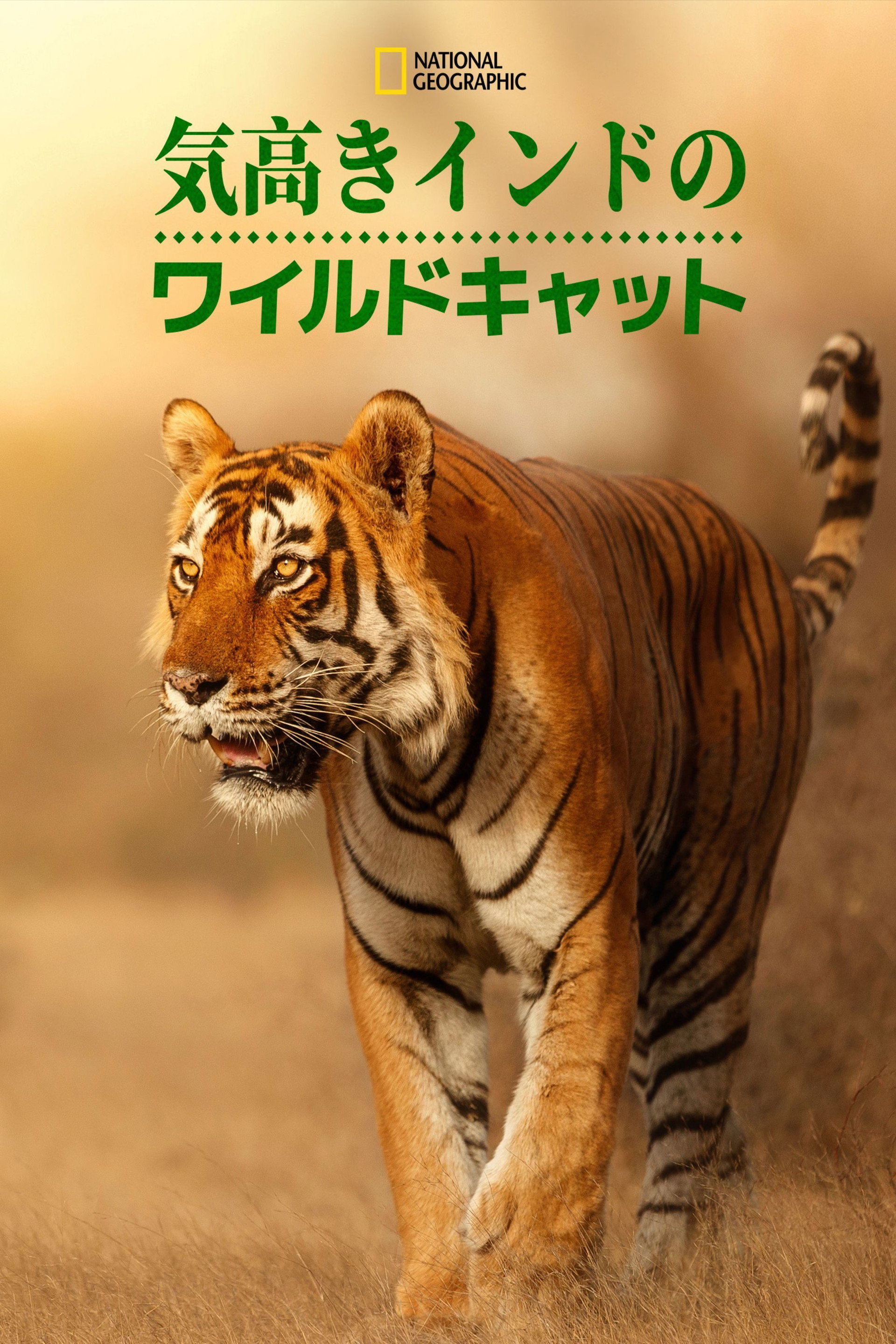 Wild Cats of India