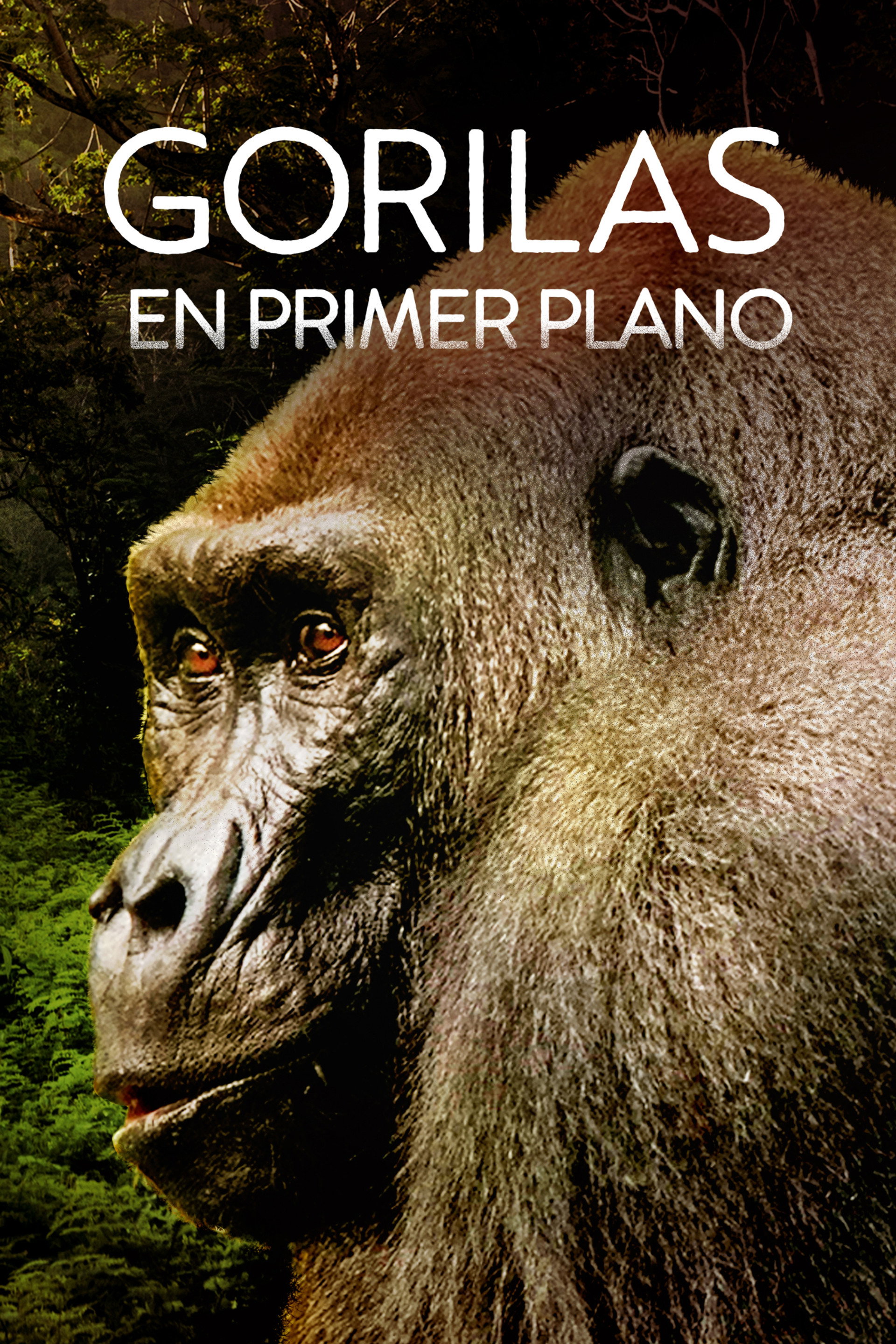 Gorilas en primer plano