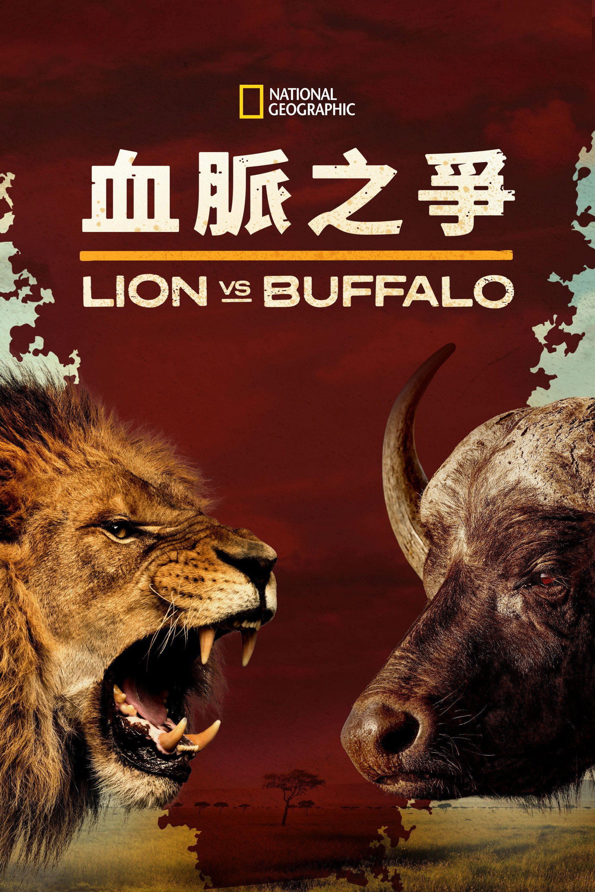 Blood Rivals: Lion vs Buffalo