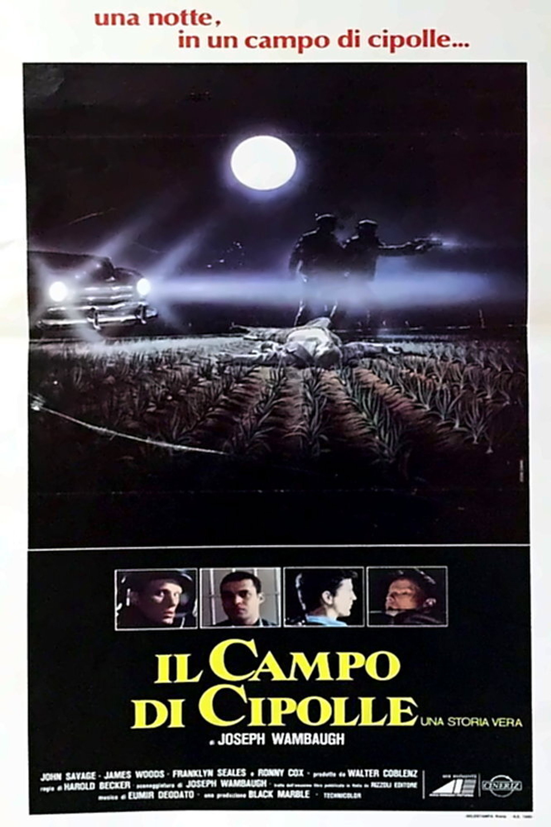 Il campo di cipolle