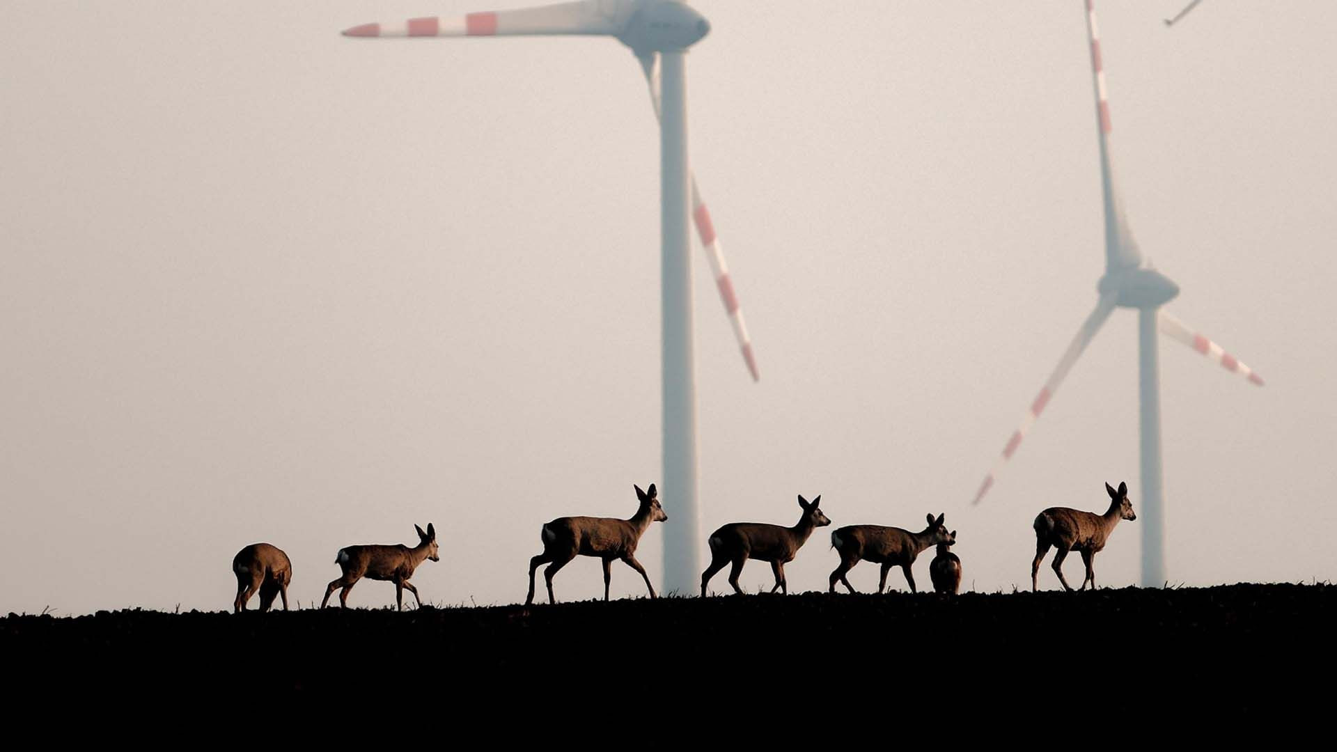 Wildnis 2.0 - Die Tierwelt auf Umwegen