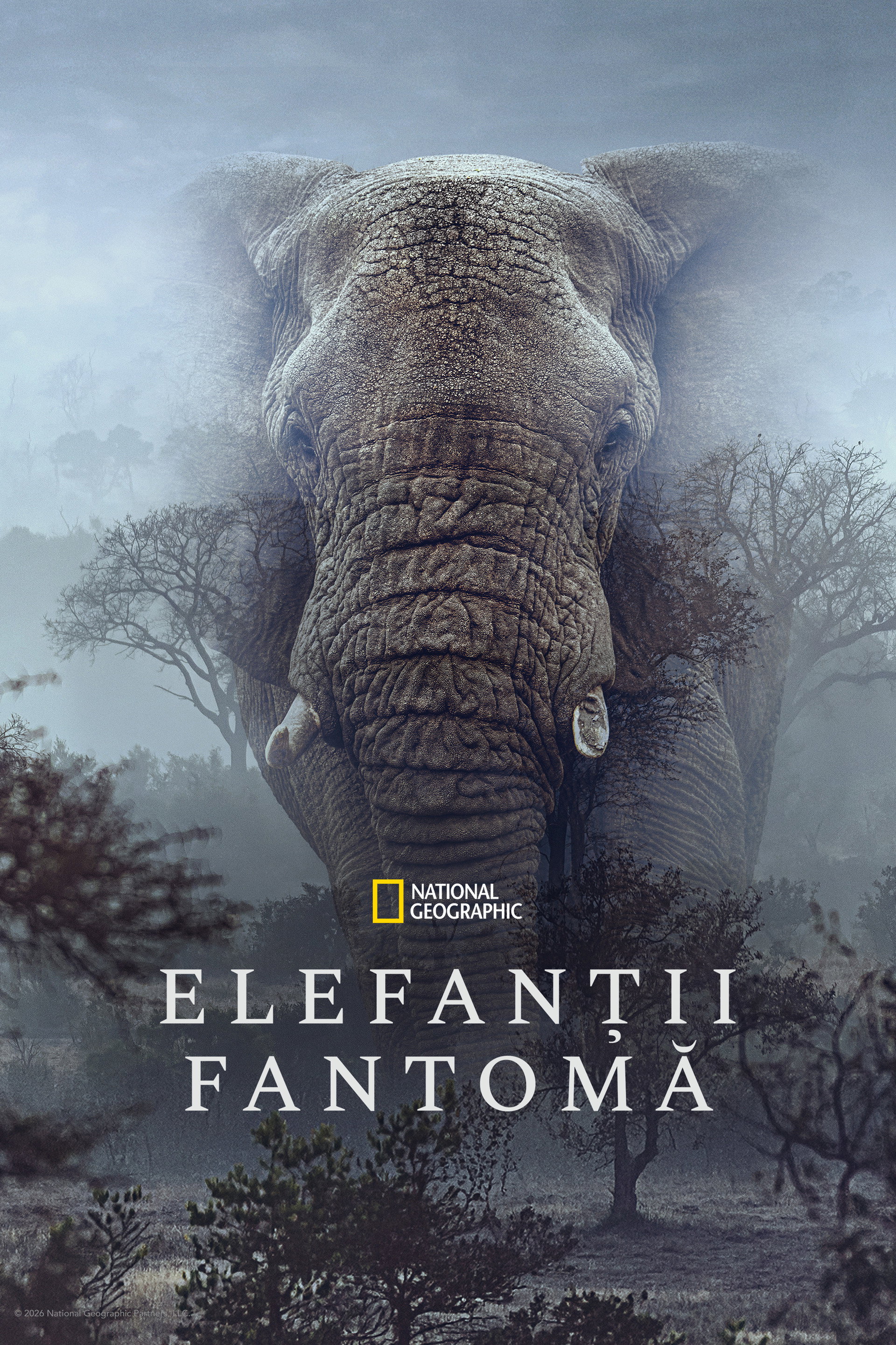 Ghost Elephants