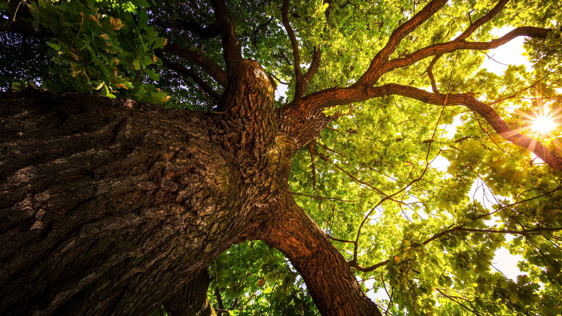 The Secret Life of Trees