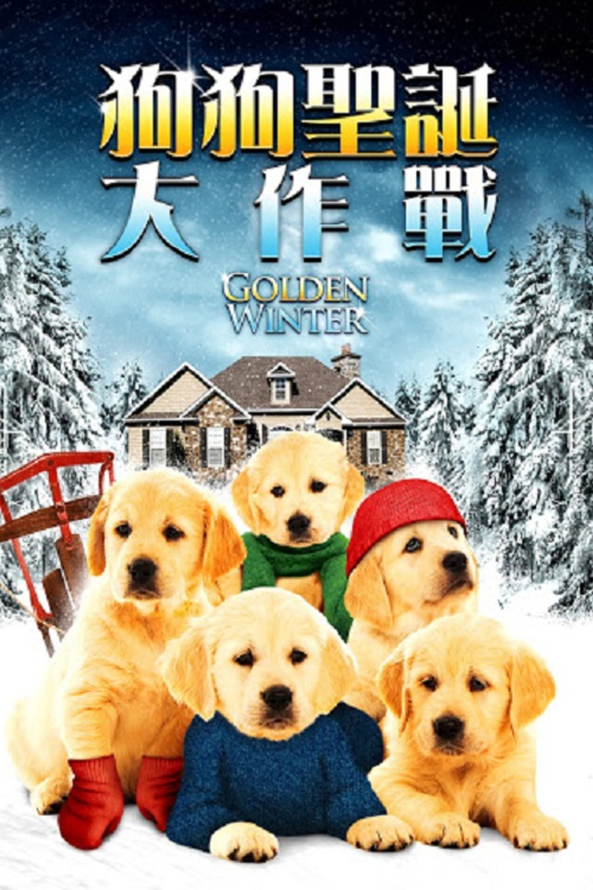金毛喜迎冬