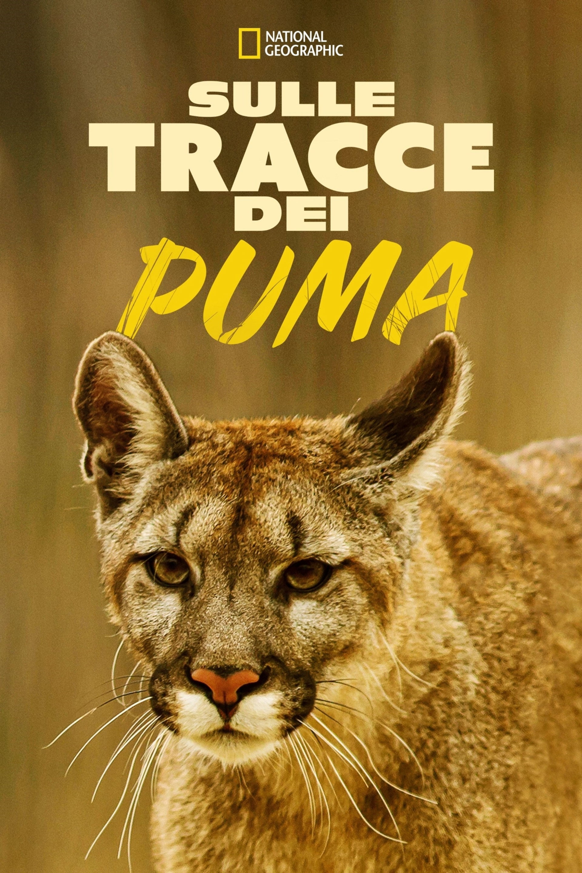 Man Vs. Puma