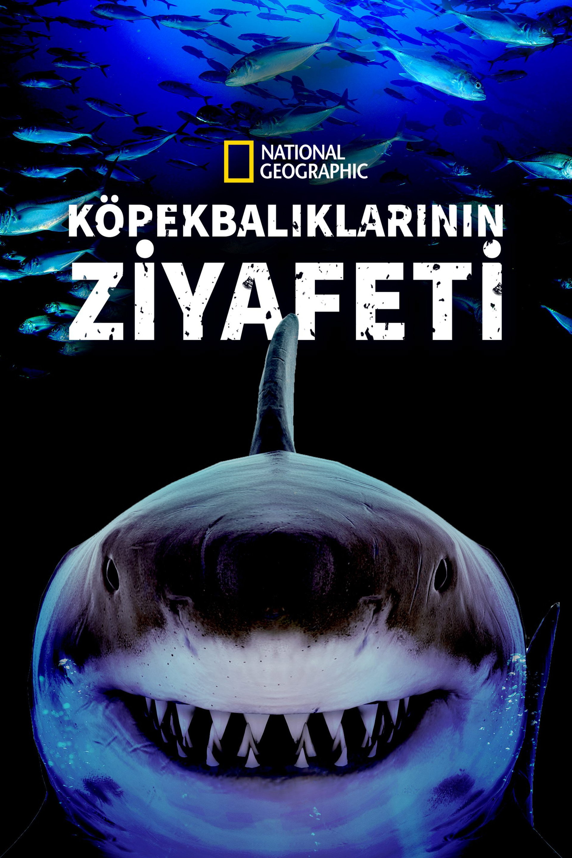 Köpekbalıklarının Ziyafeti