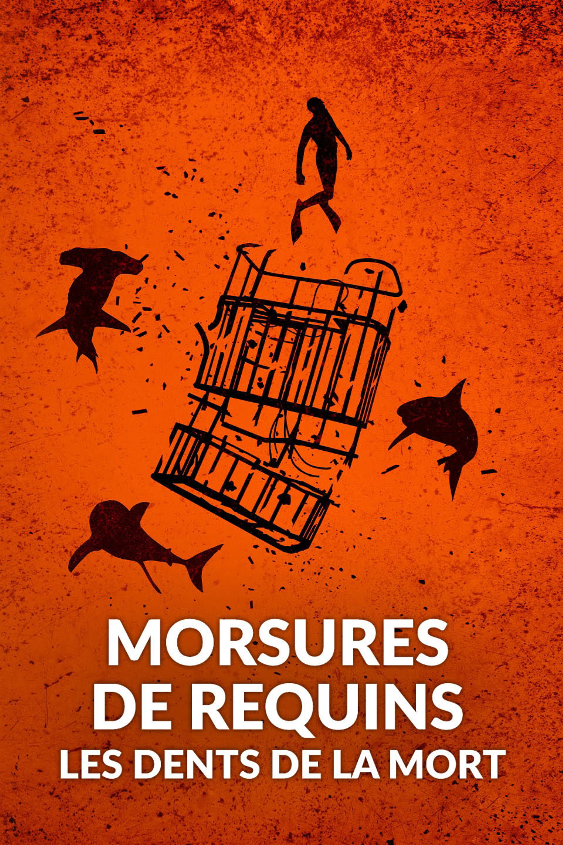 Morsures de requins : les dents de la mort