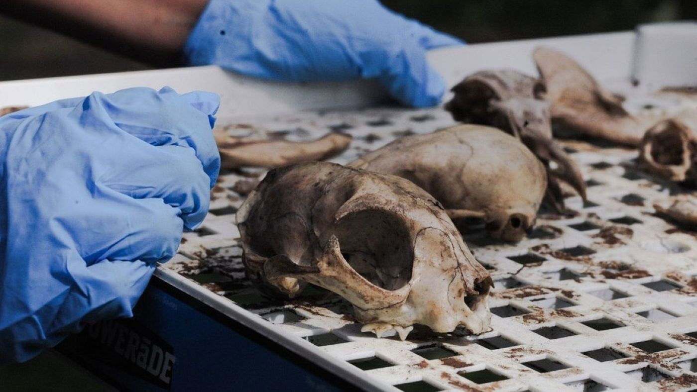 Vulture Culture: Creating Afterlives