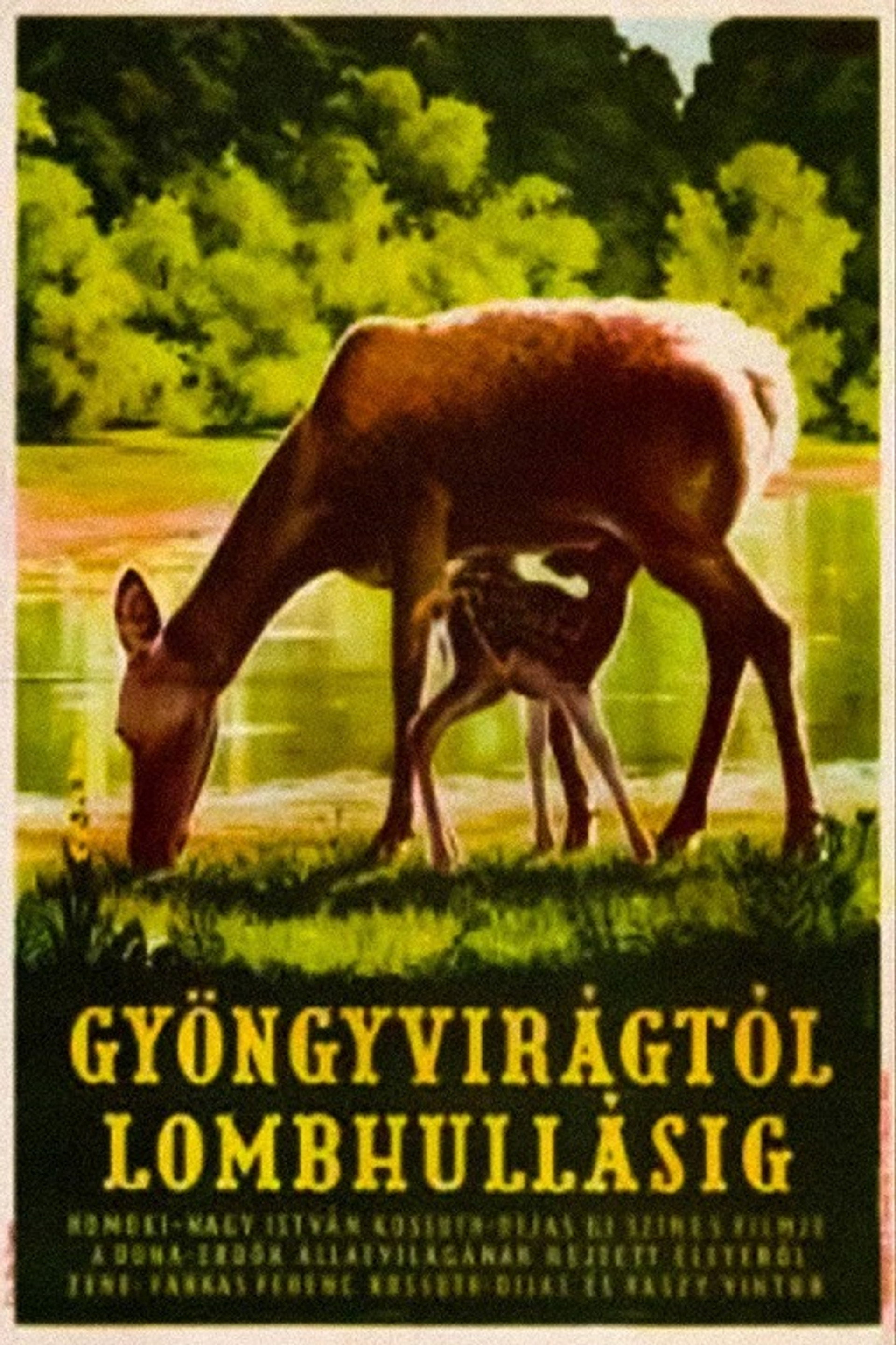 Gyöngyvirágtól lombhullásig