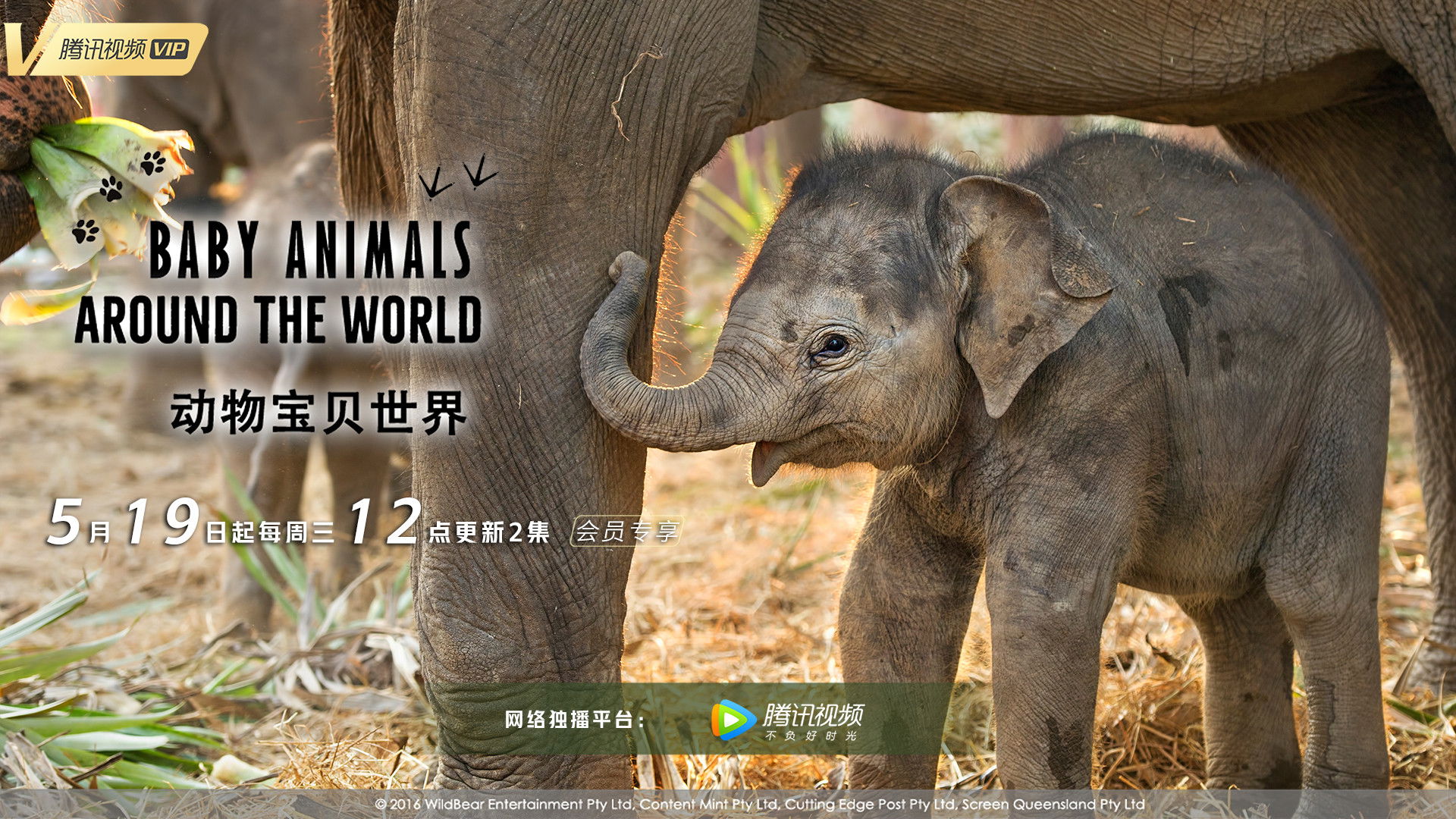 Baby Animals Around the World