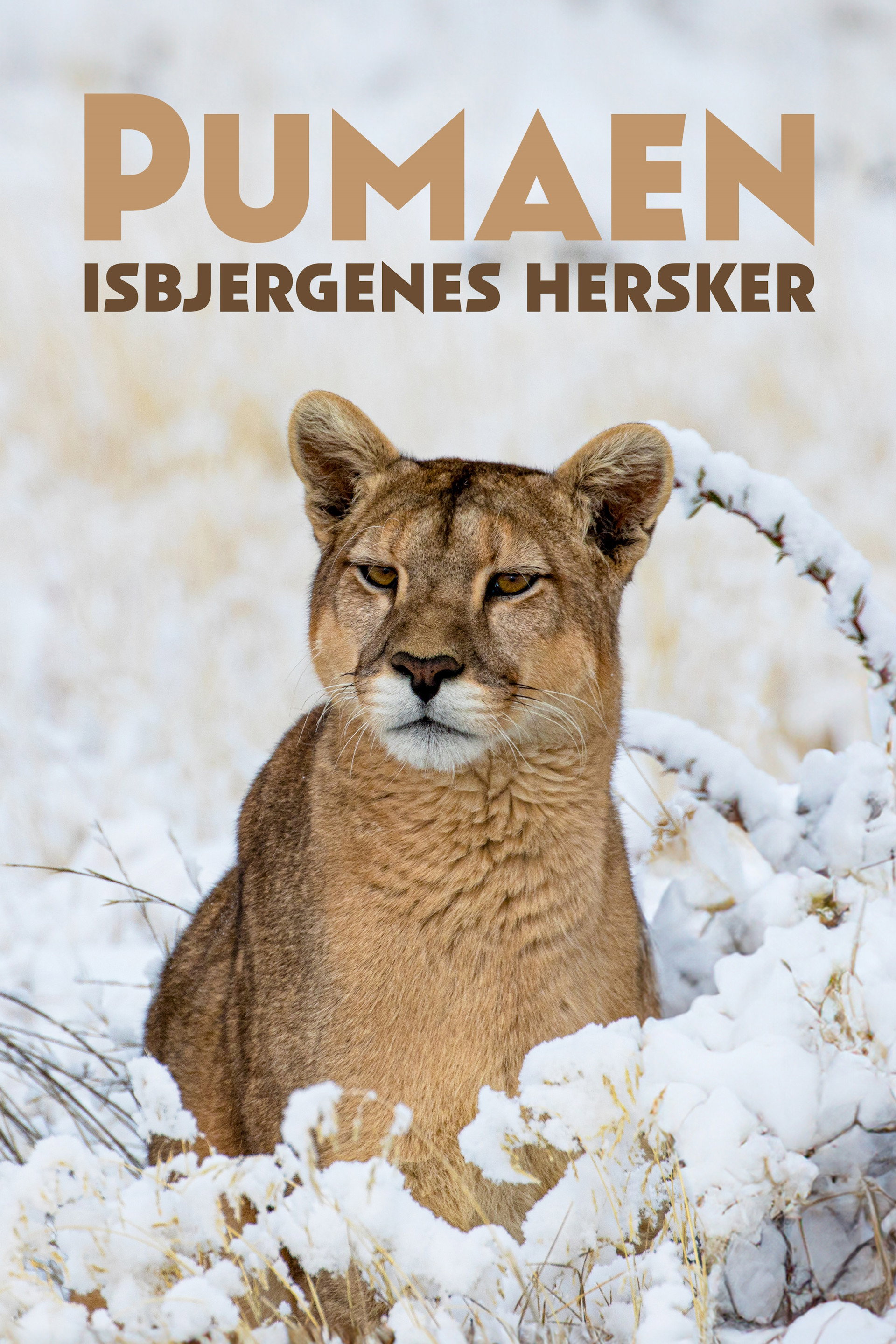 Pumaen - Isbjergenes hersker