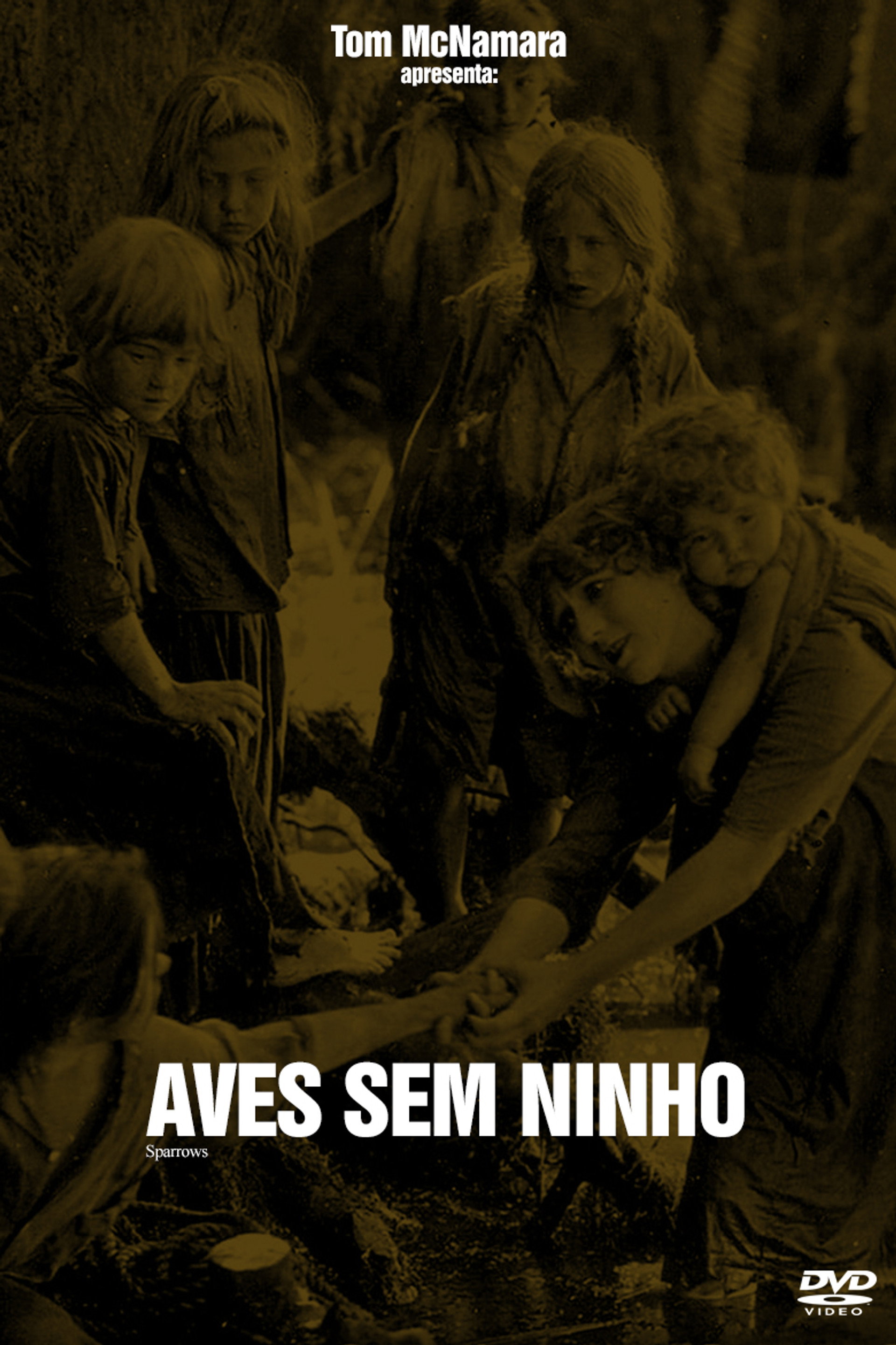 Aves Sem Ninho