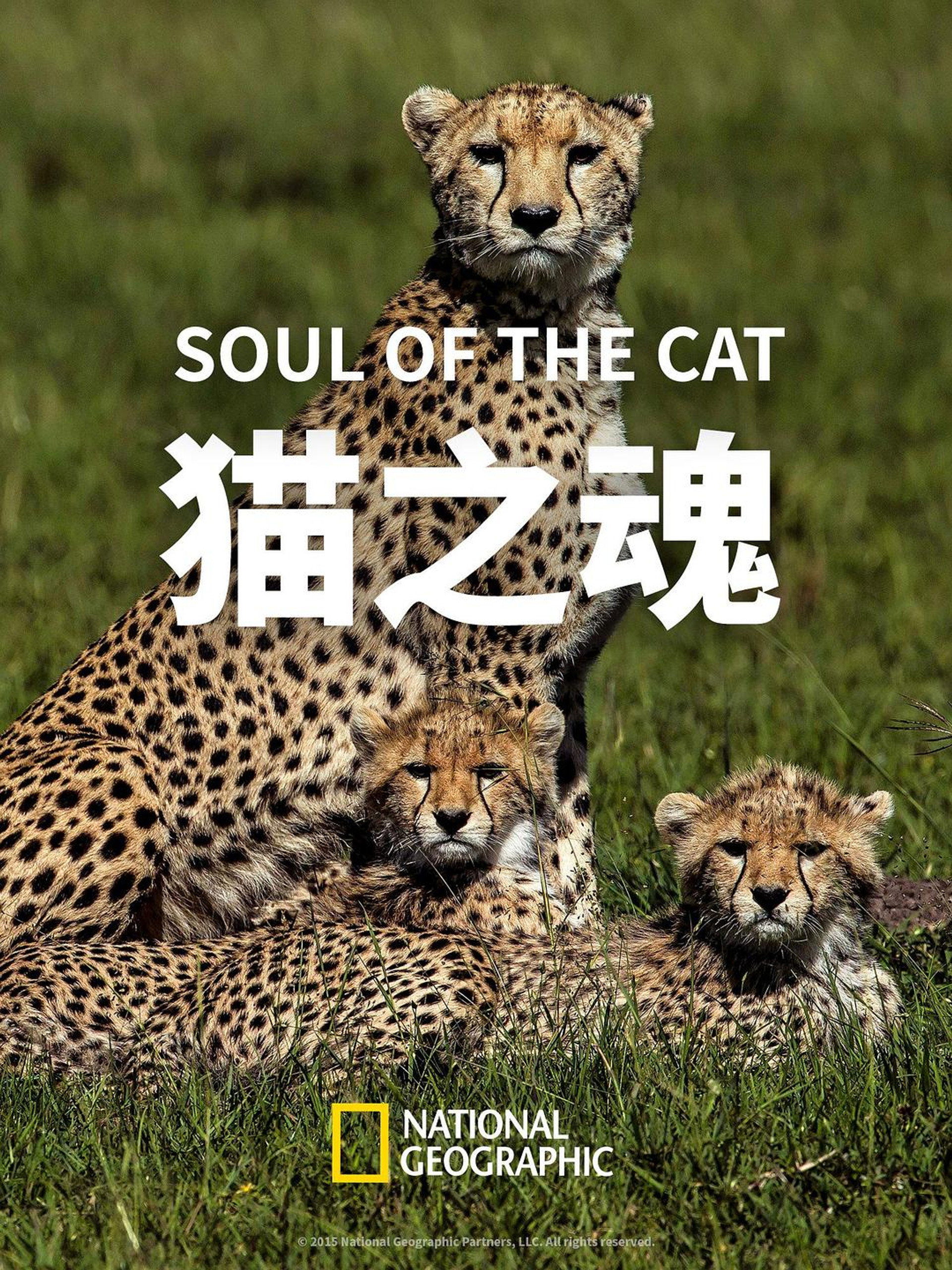 猫之魂