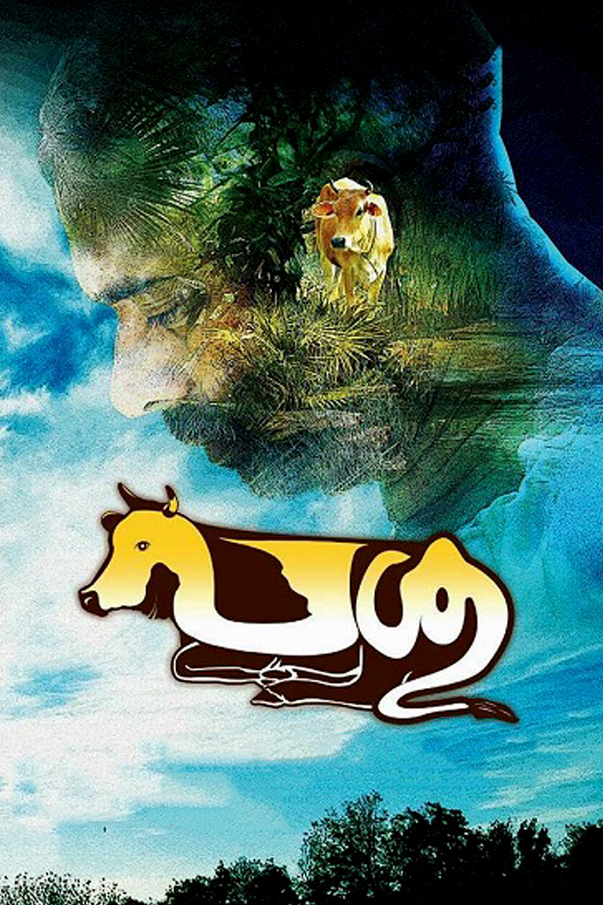പശു