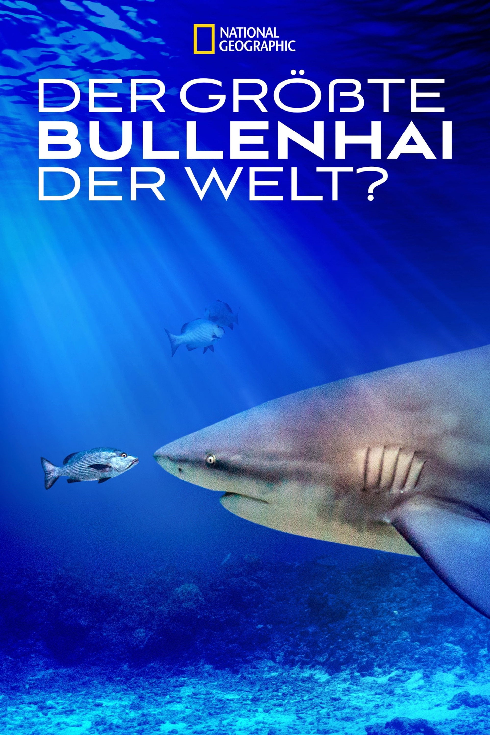 Der größte Bullenhai der Welt?