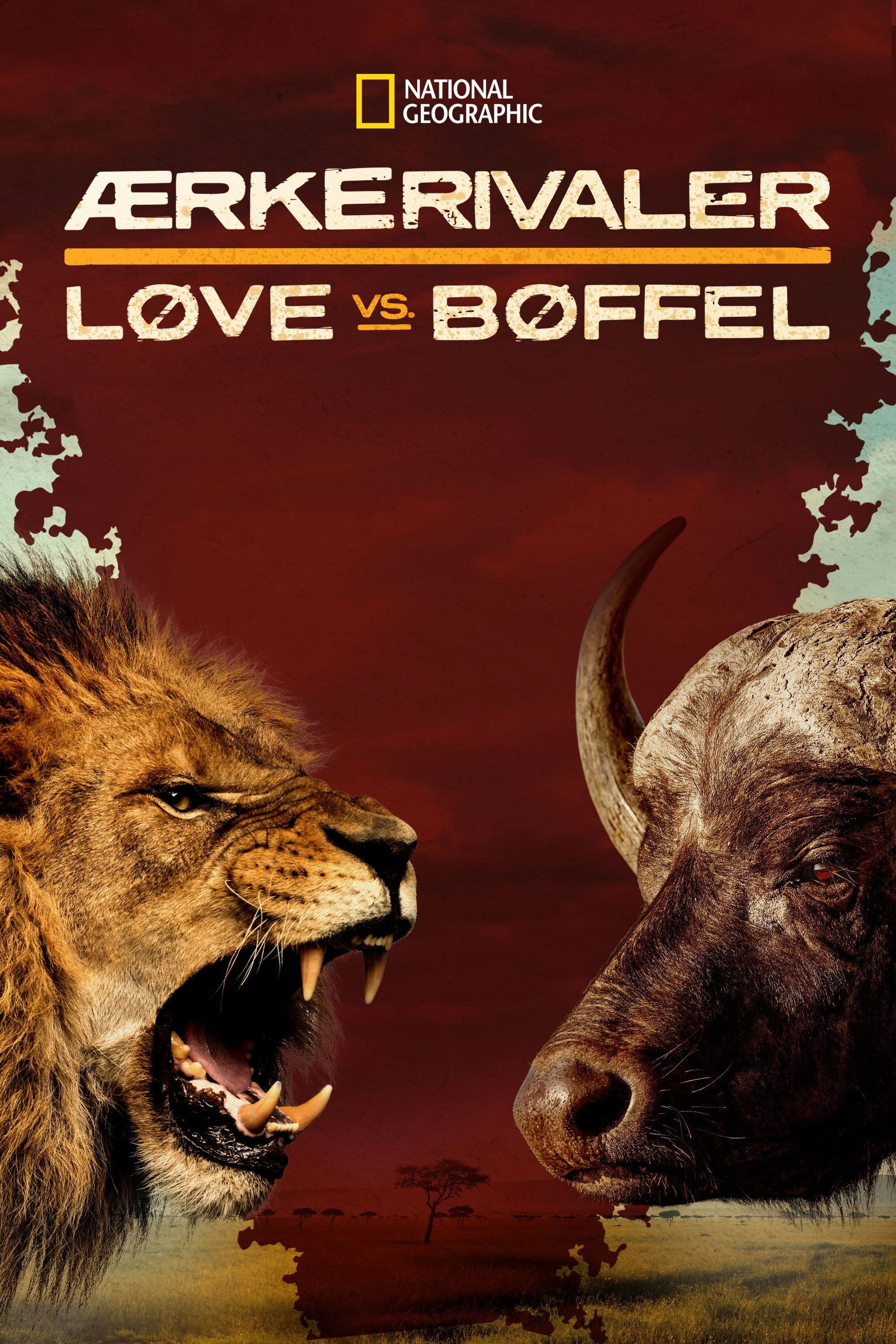 Ærkerivaler: Løve vs. Bøffel