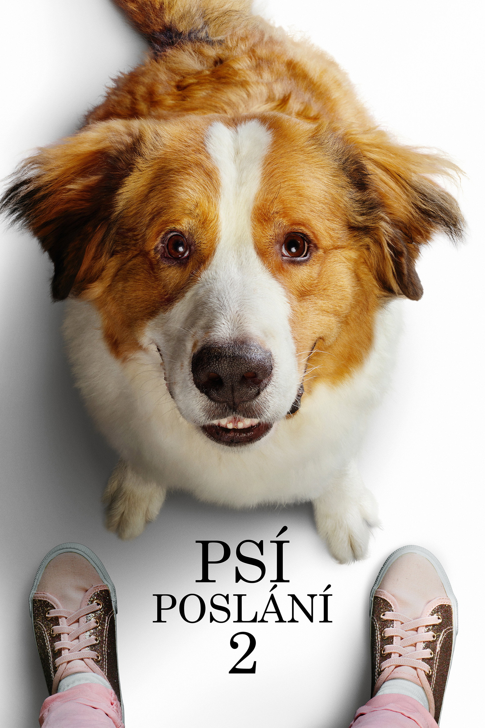 Psí poslání 2