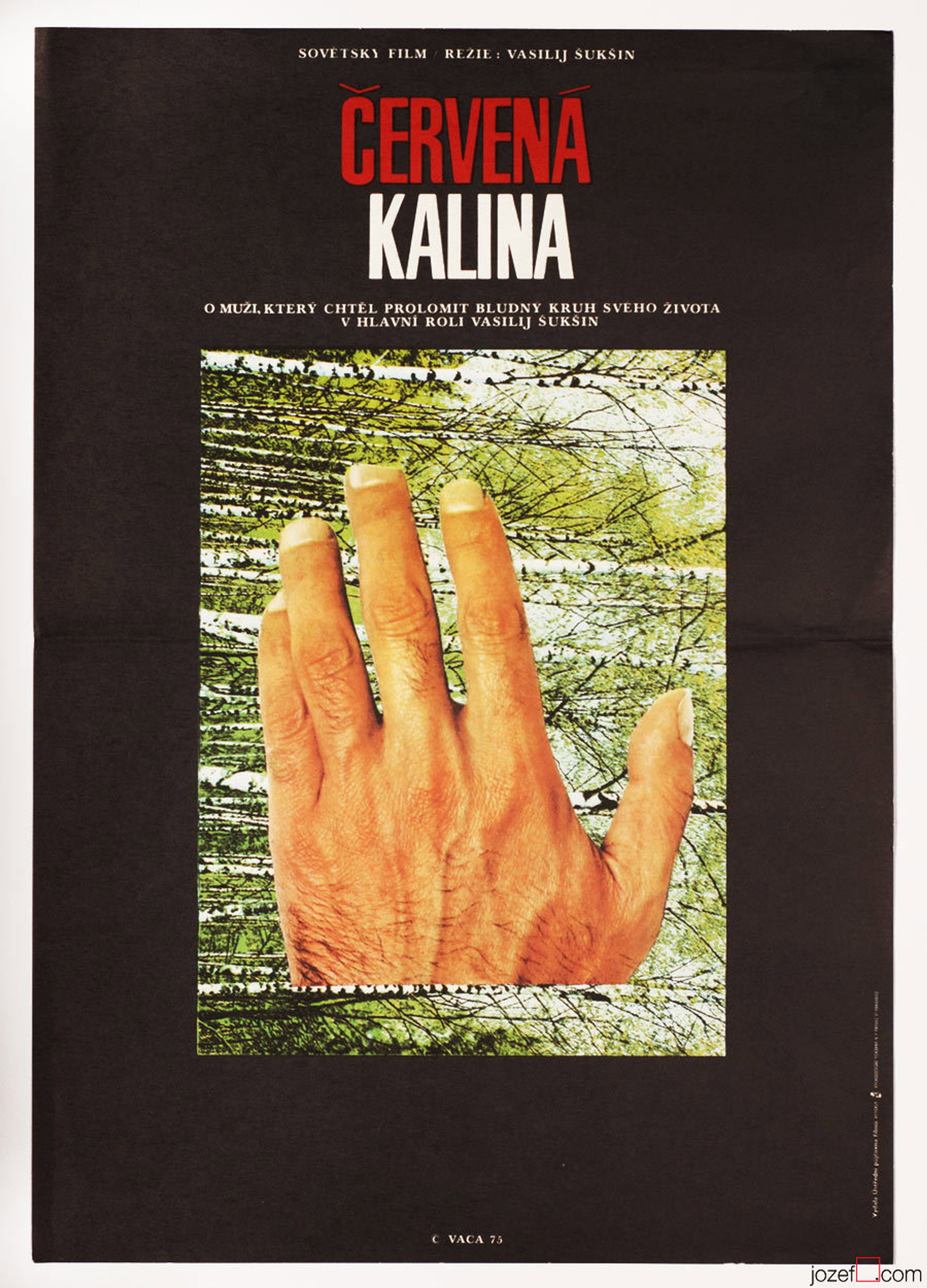 Červená kalina