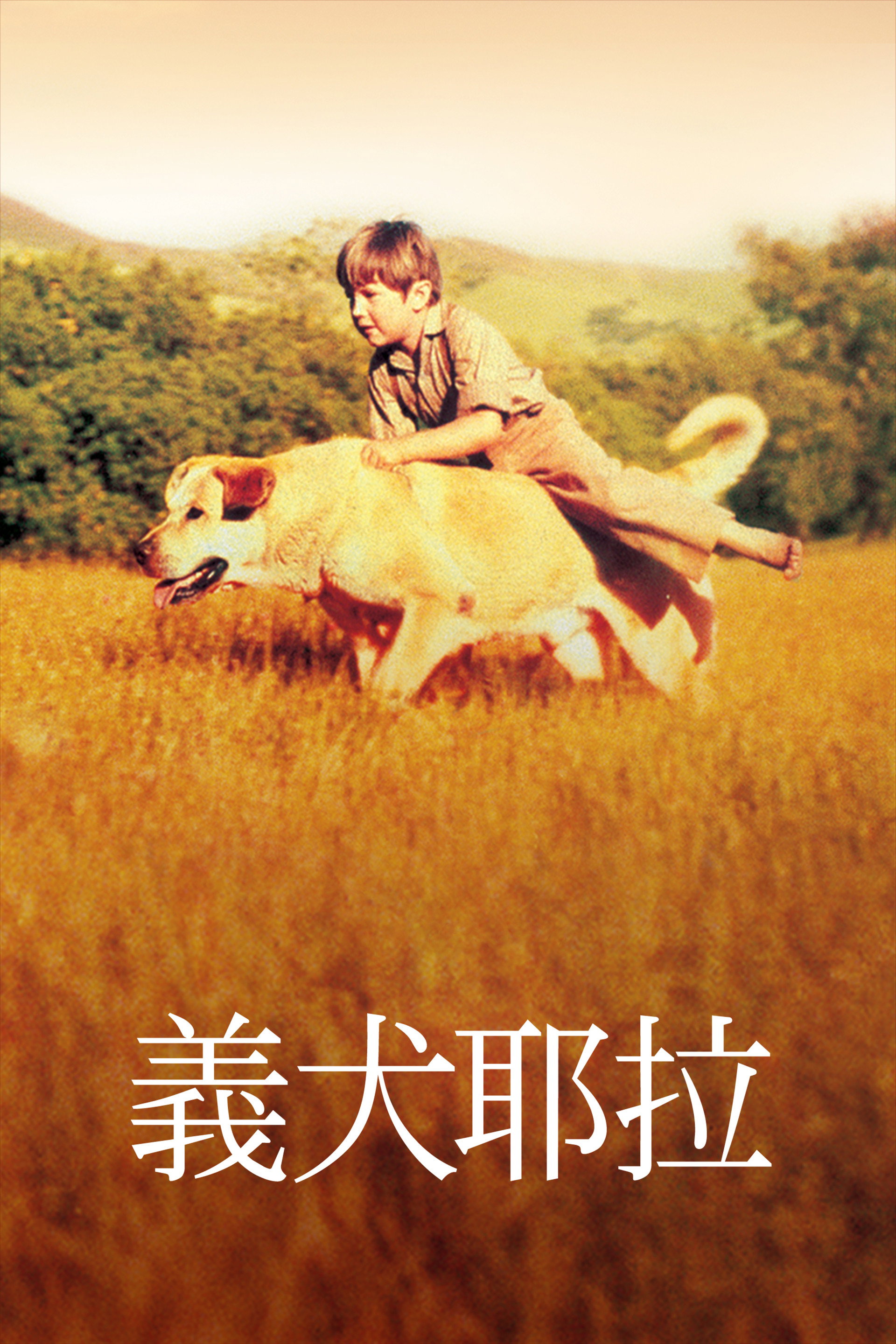 老黄狗