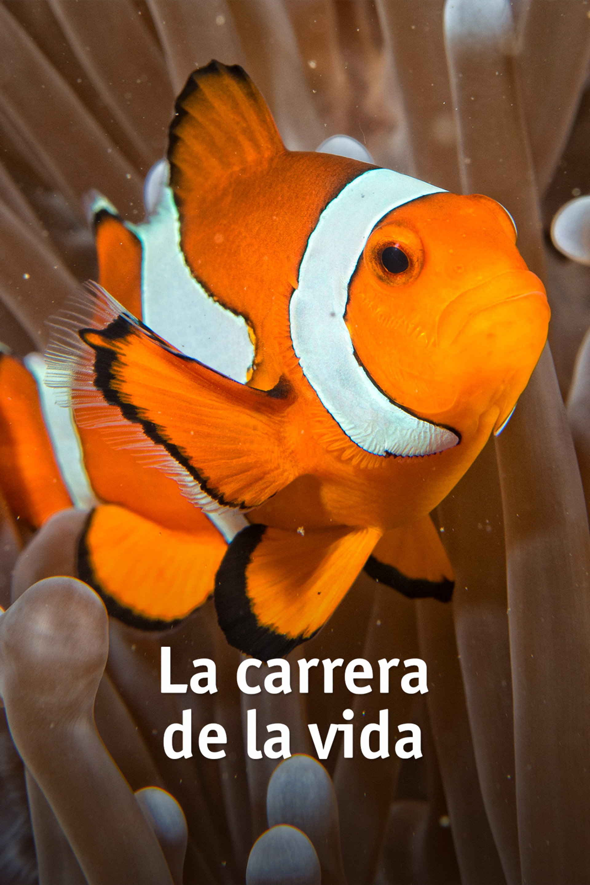 La Carrera por la Vida