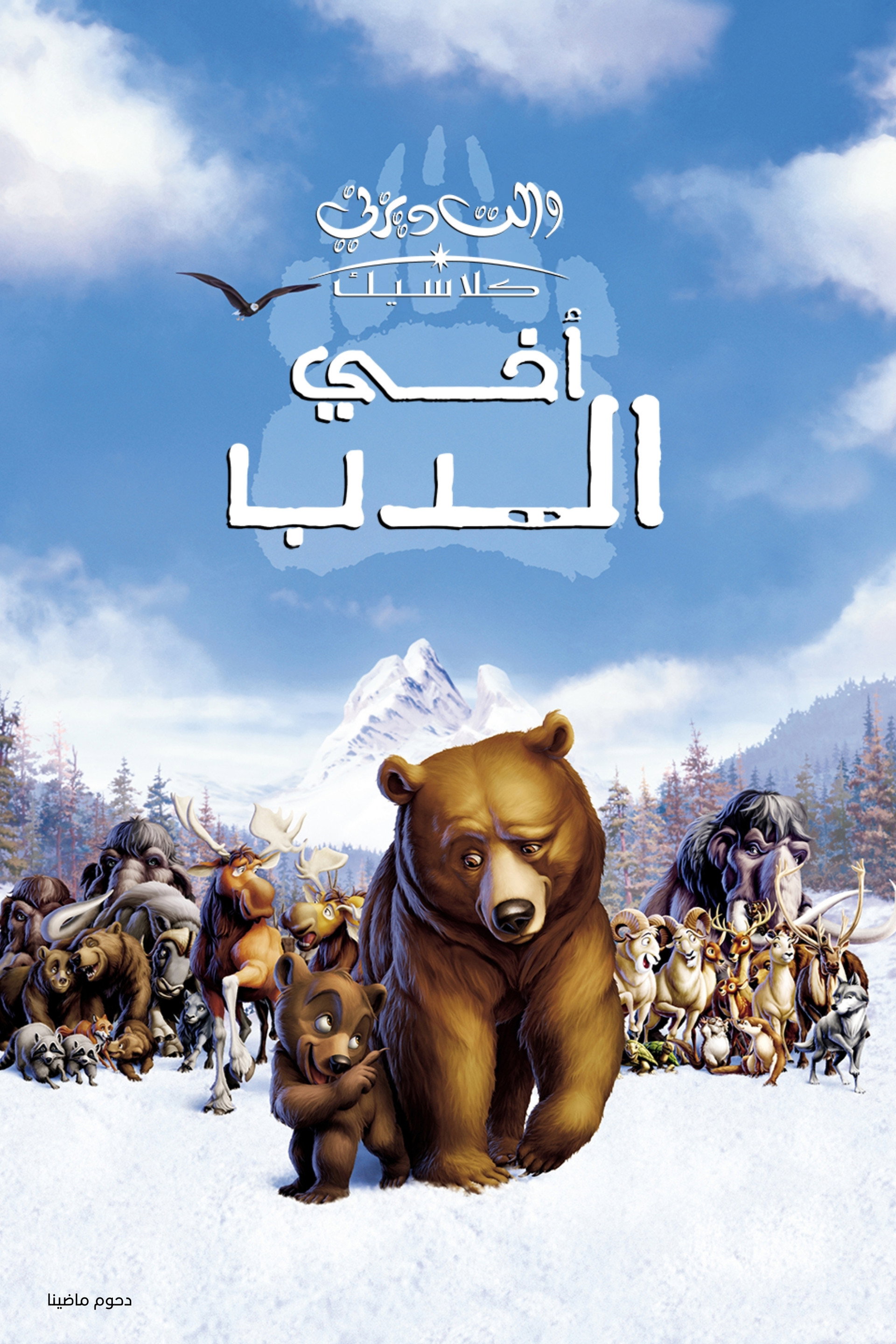 أخي الدب