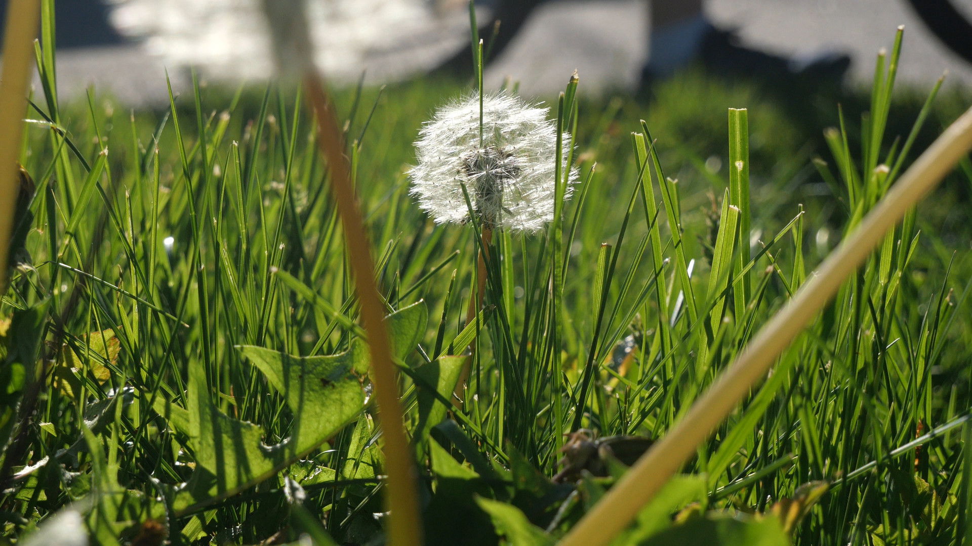 The Beauty Of Summer Like Weather