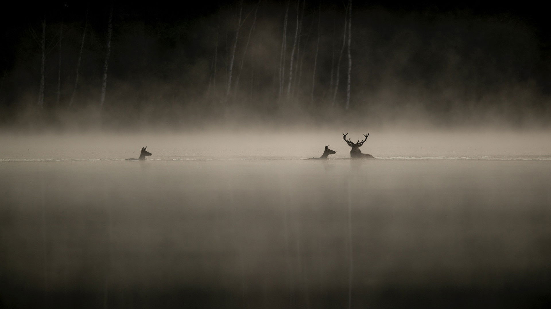 Whispers in the Woods