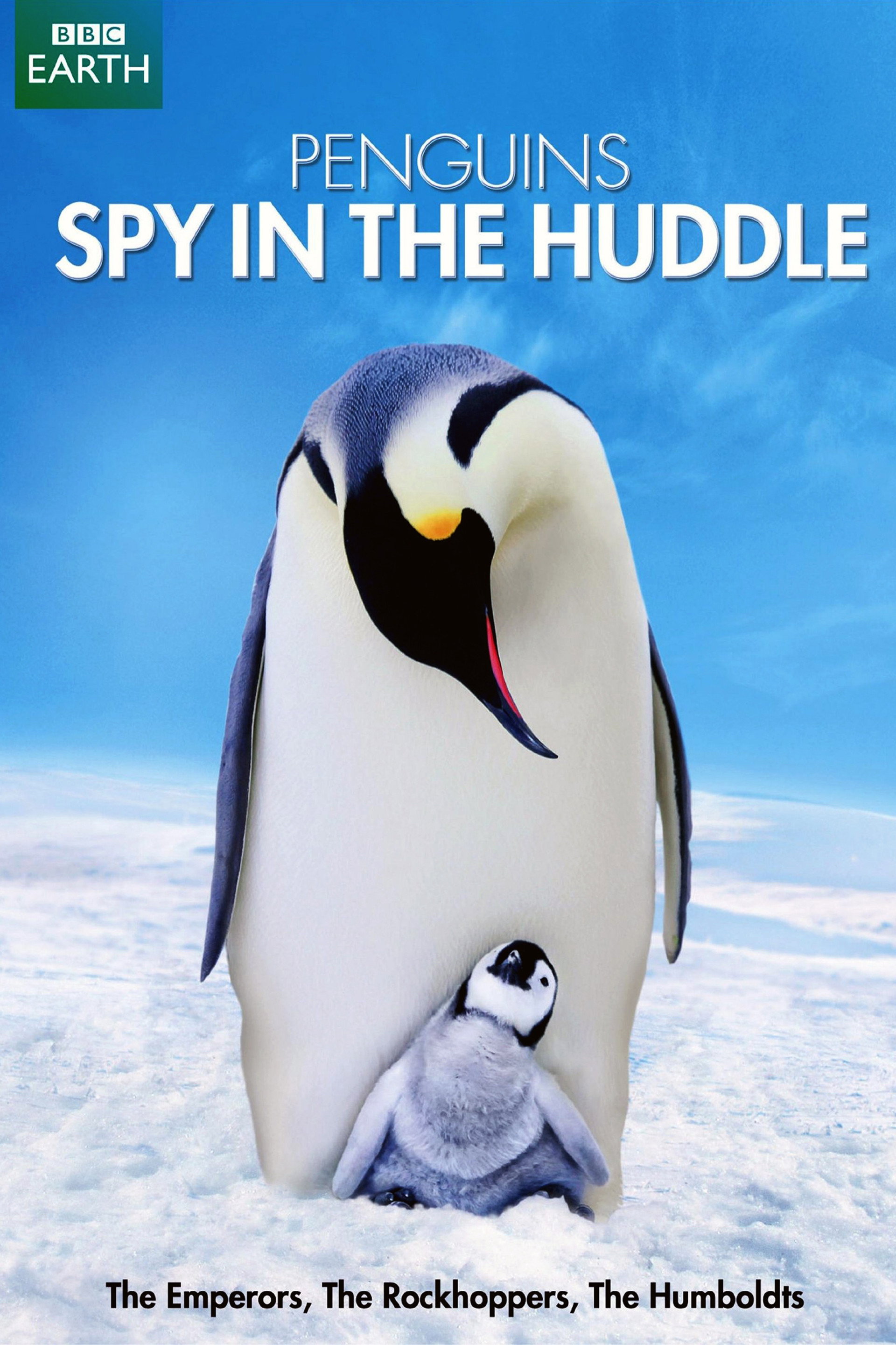 Pinguine hautnah