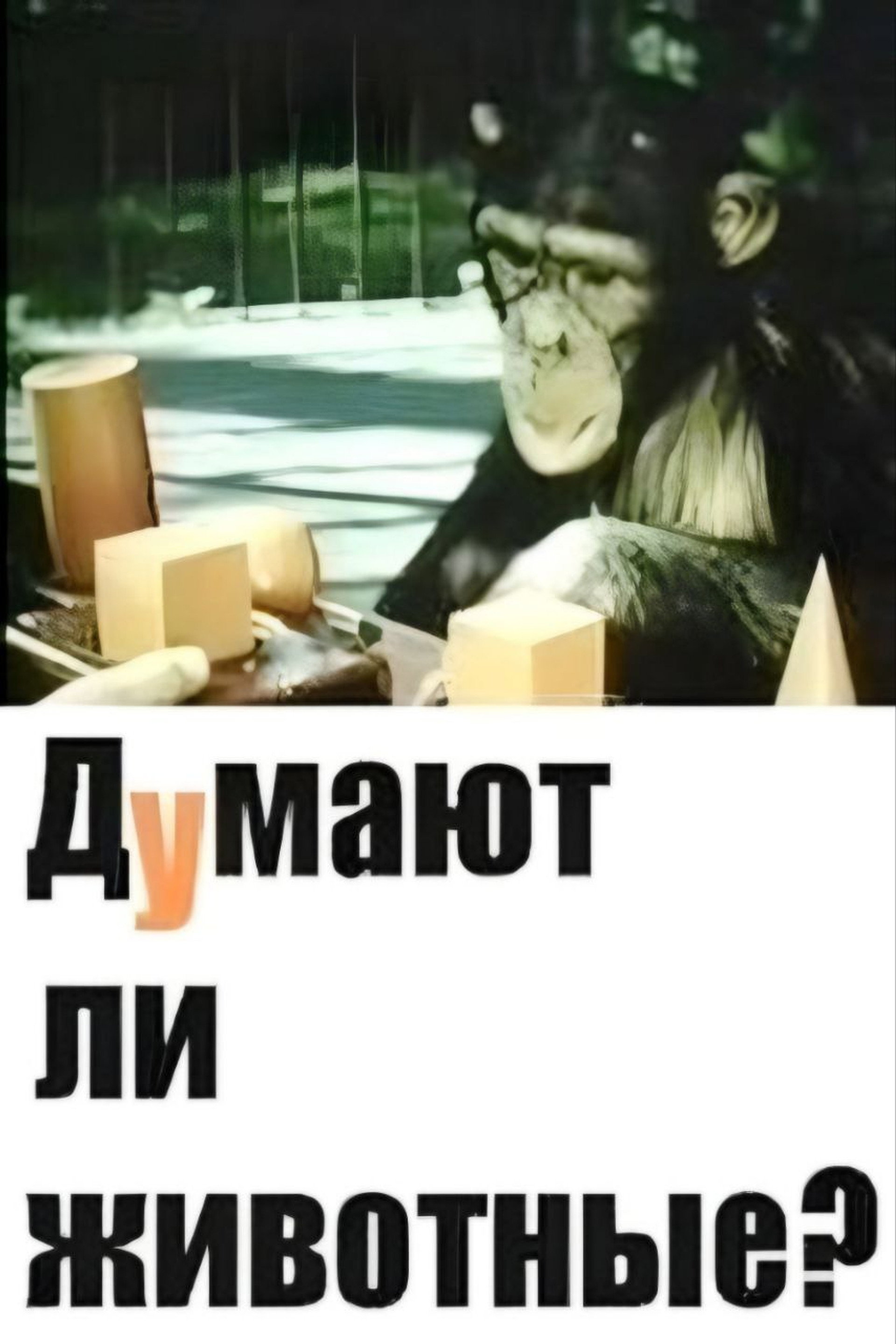 Думают ли животные?