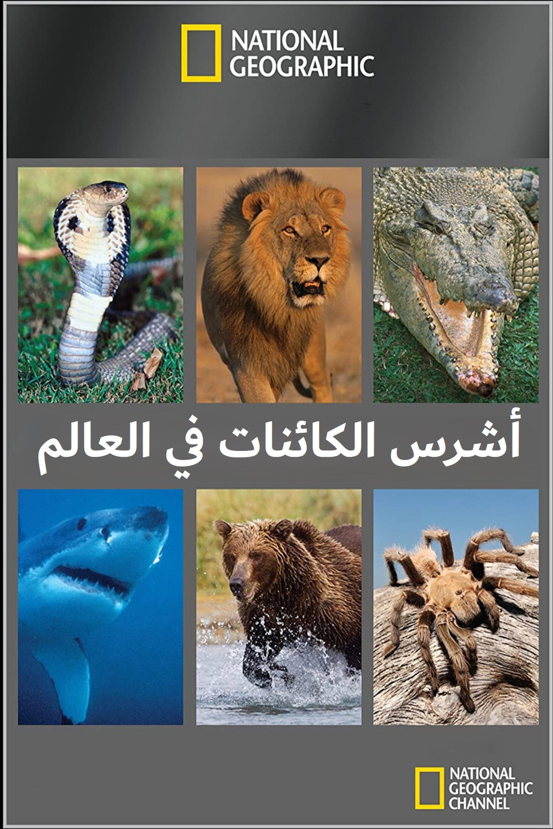 أشرس الكائنات في العالم