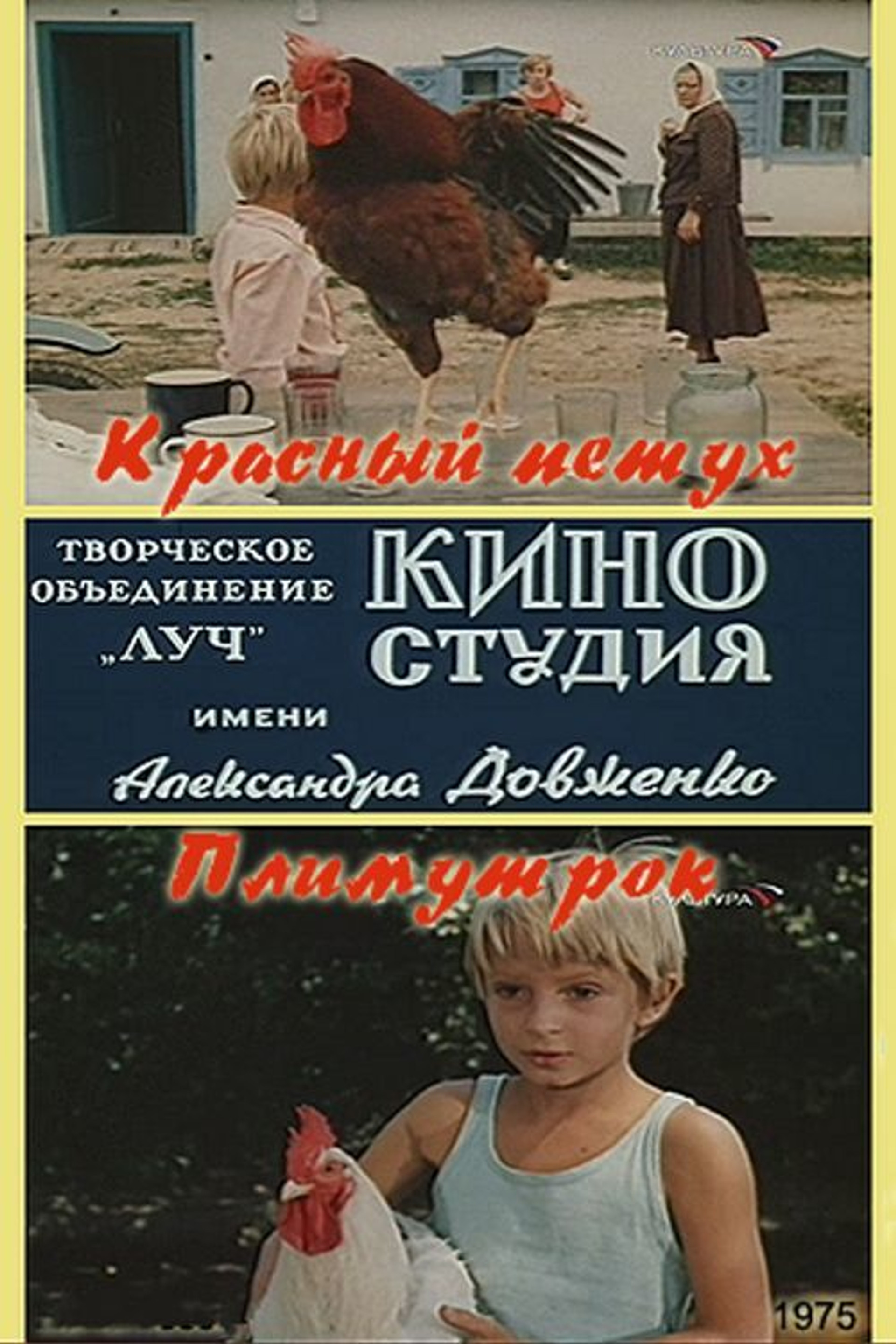 Красный петух плимутрок