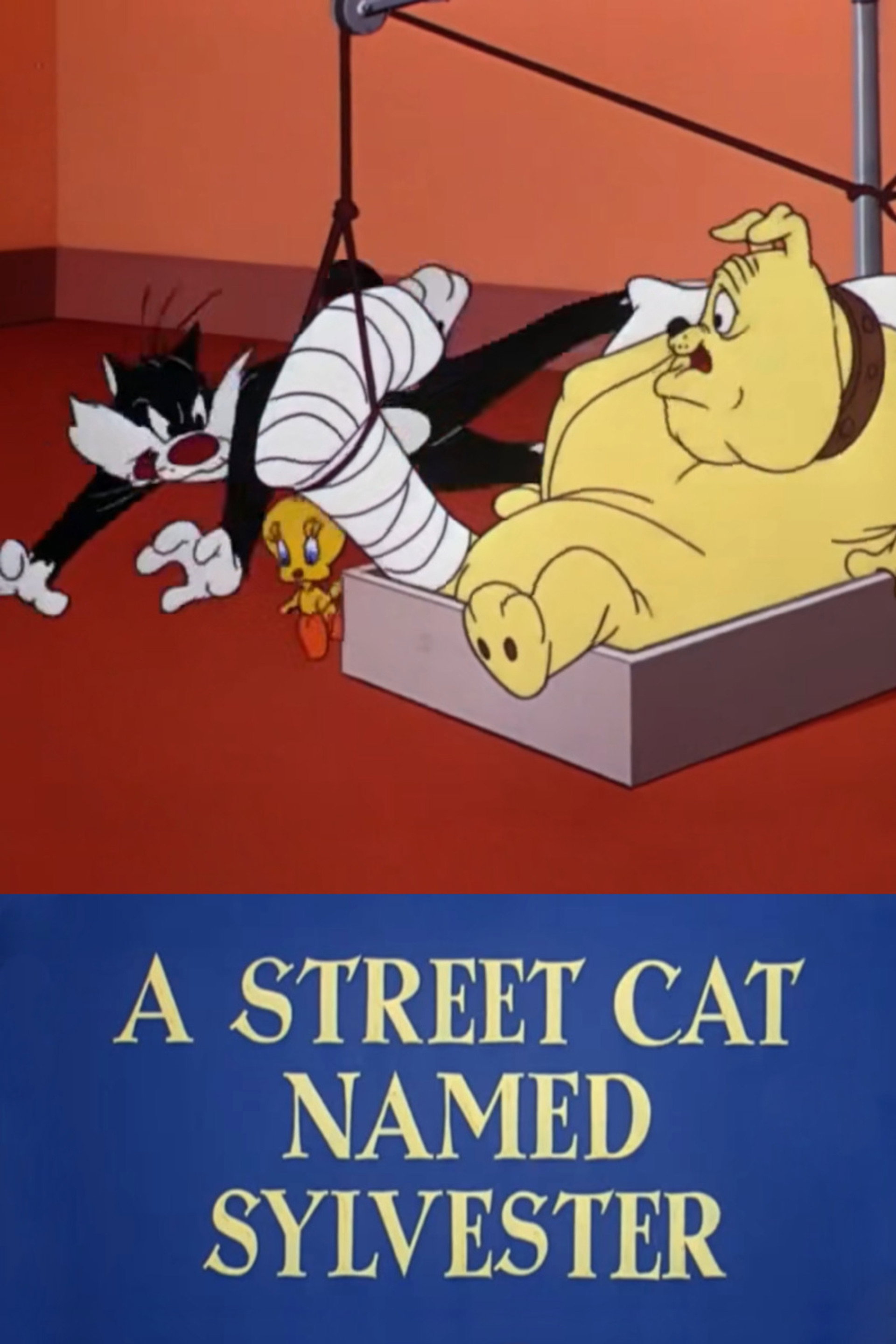 Un gatto randagio di nome Silvestro