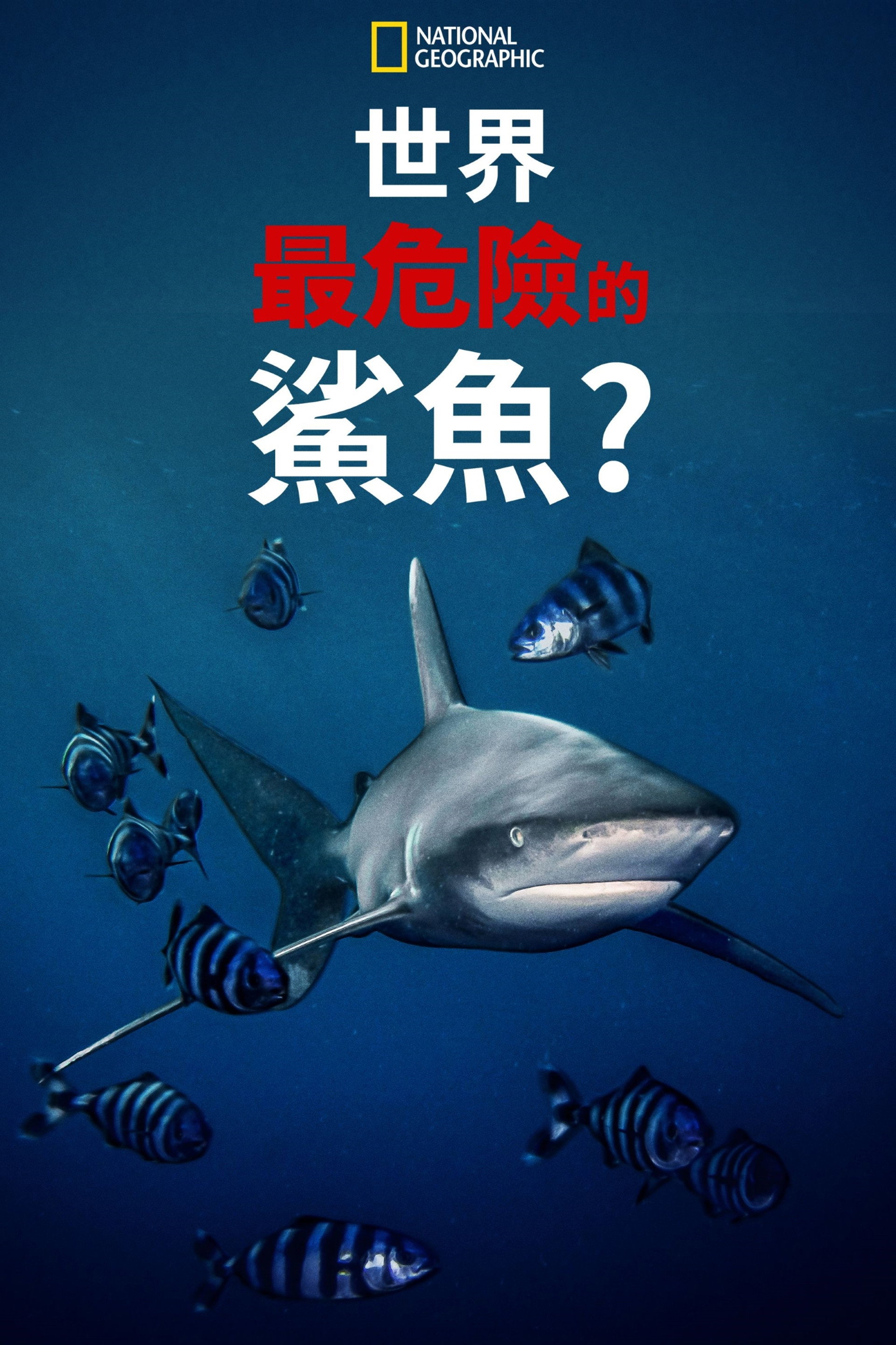 World's Most Dangerous Shark?