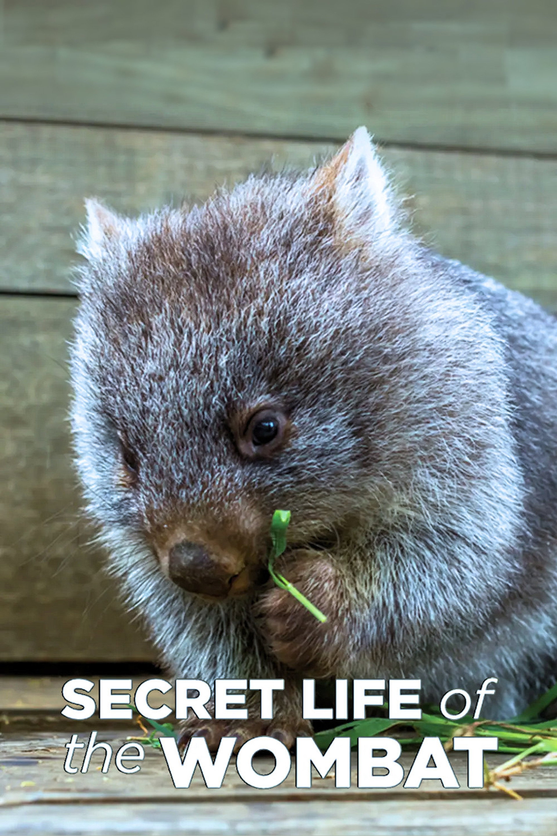 La Vida Secreta de los Wombat