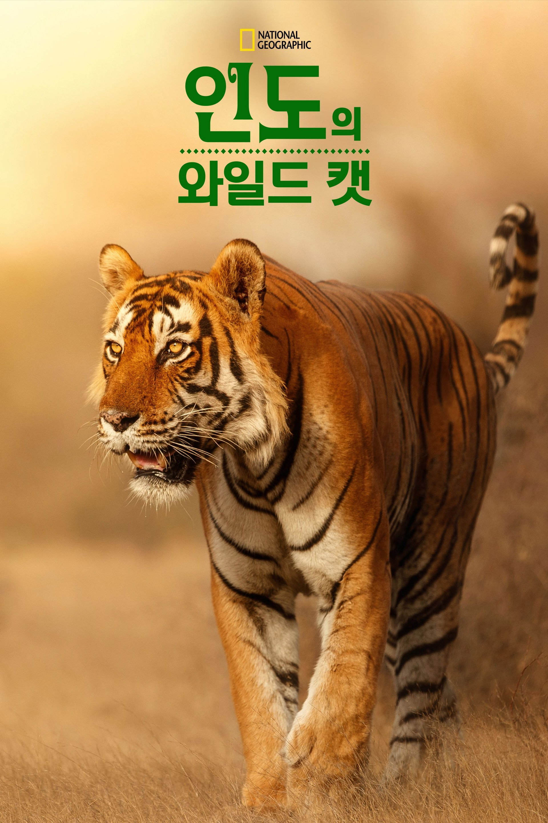 인도의 와일드 캣