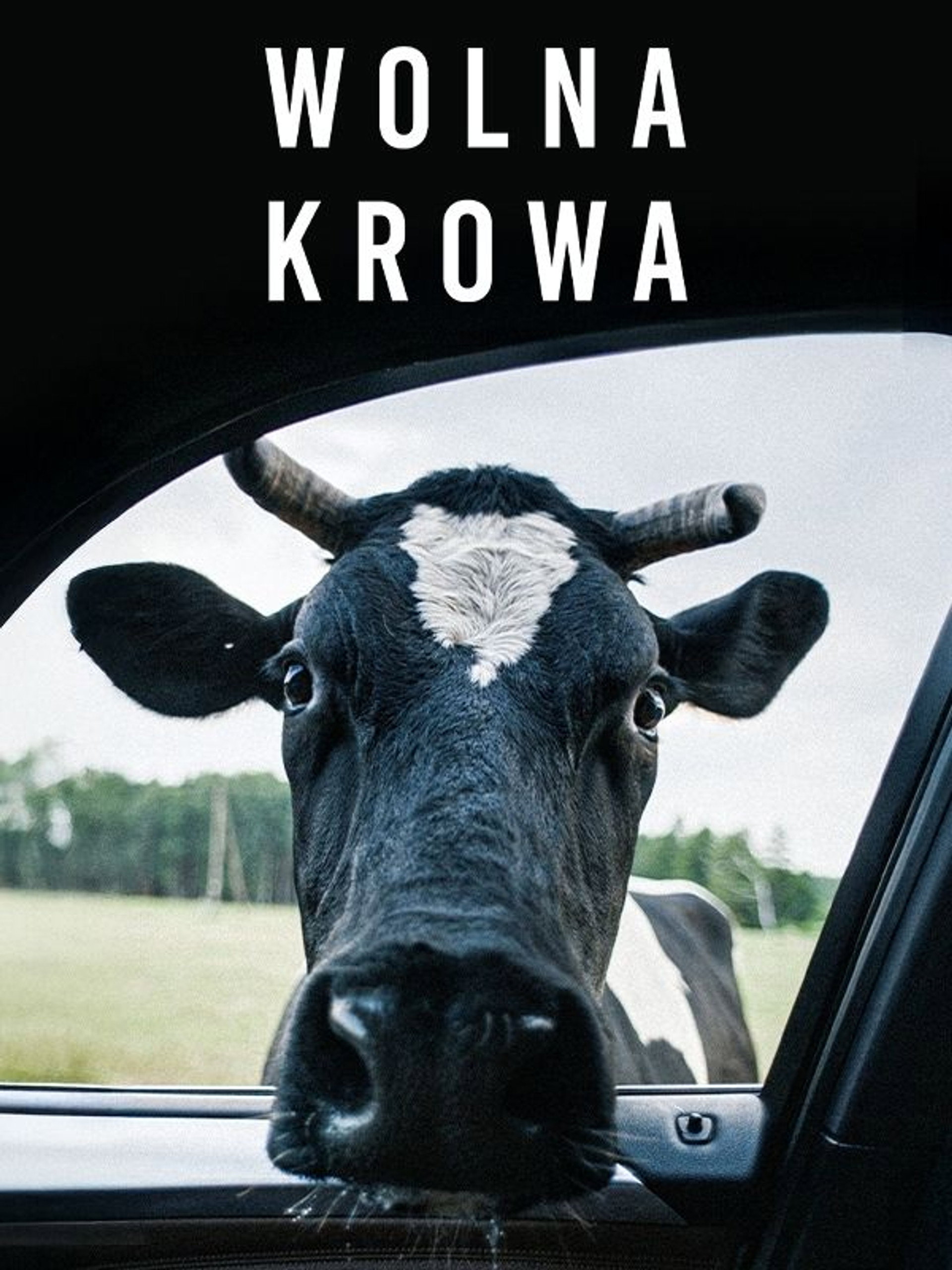 Wolna krowa