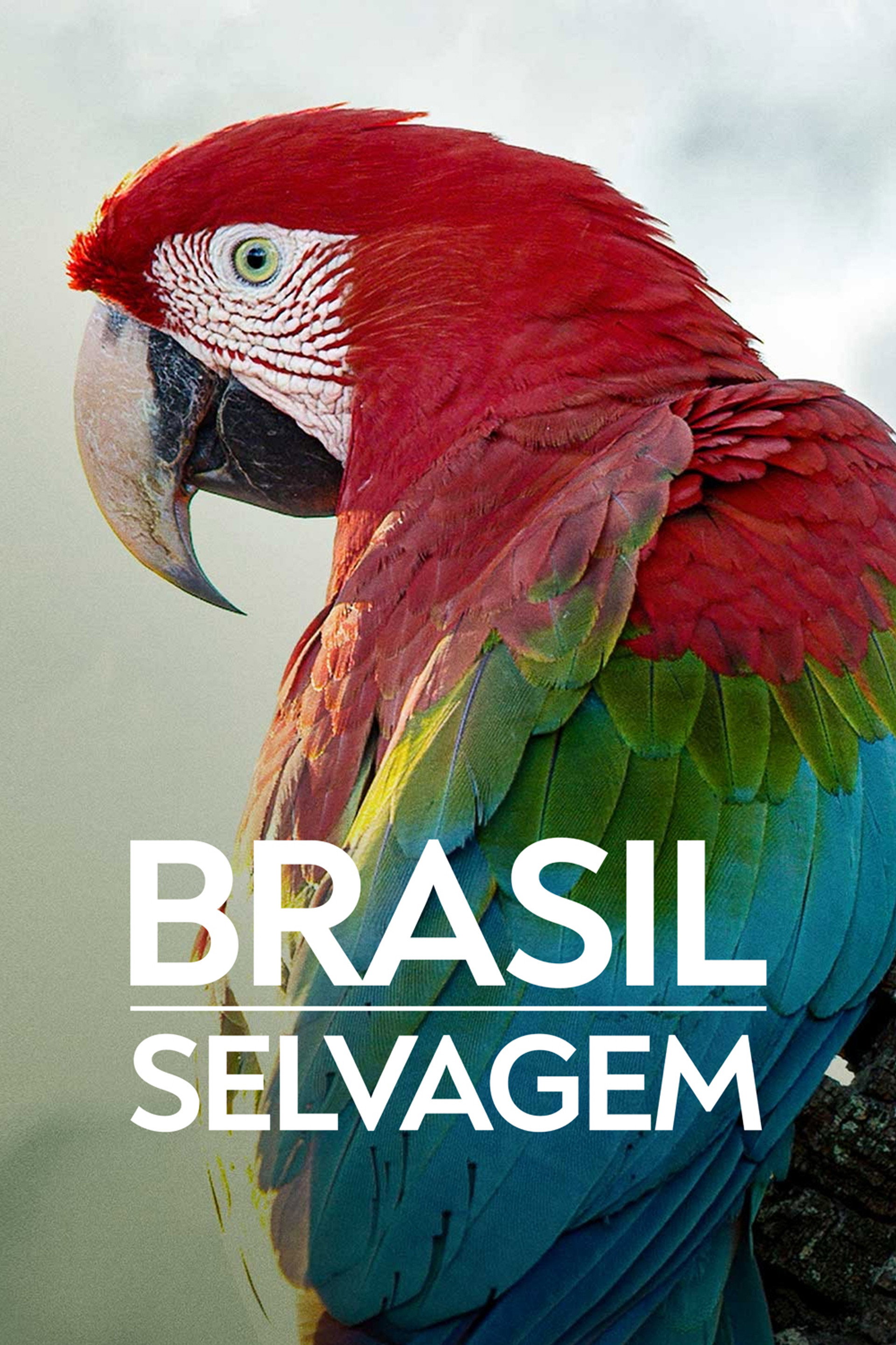 Brazil Untamed