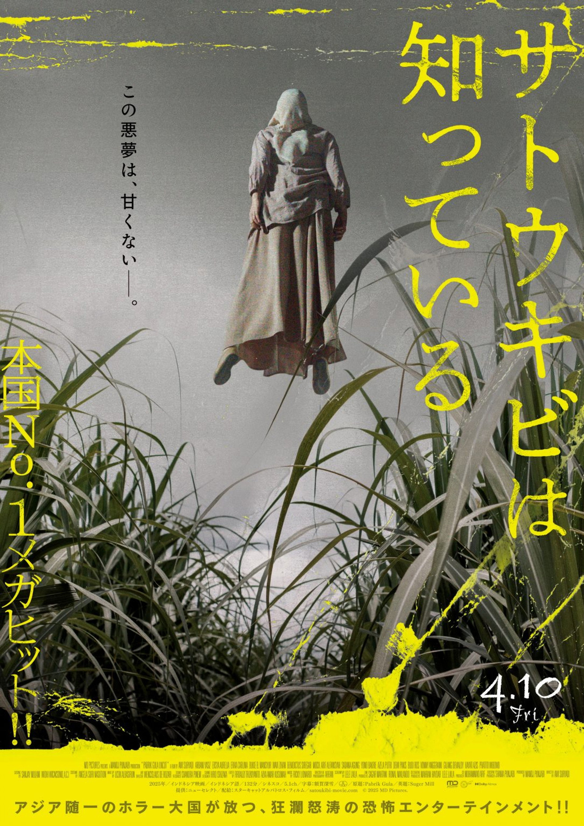 サトウキビは知っている