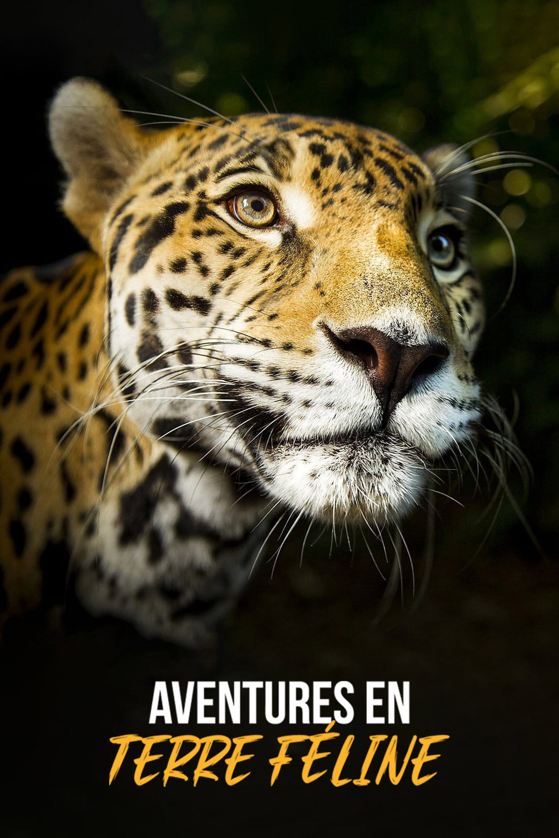 Aventures en terre féline
