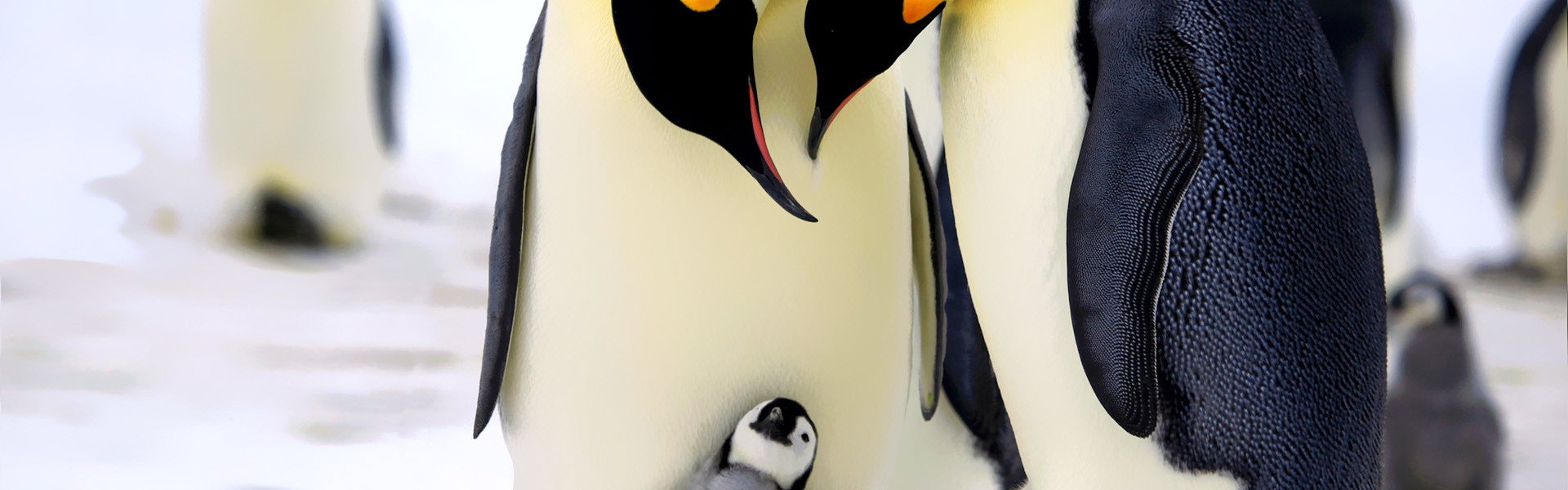 Penguins: Spy in the Huddle
