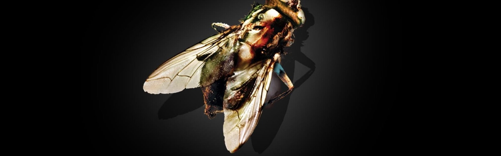 The Fly