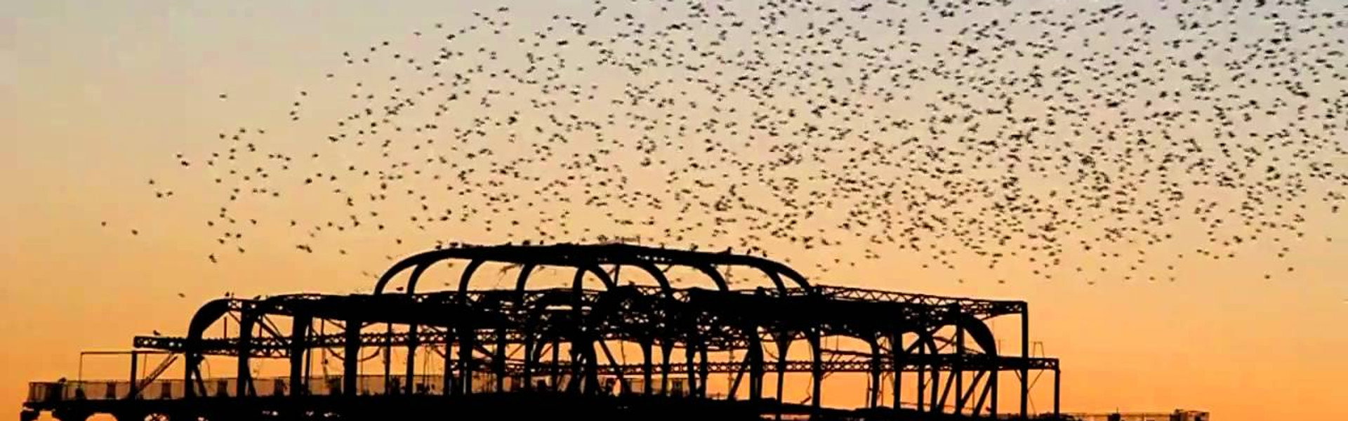Swarm: Nature's Incredible Invasions