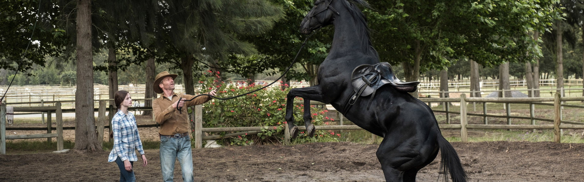 Black Beauty